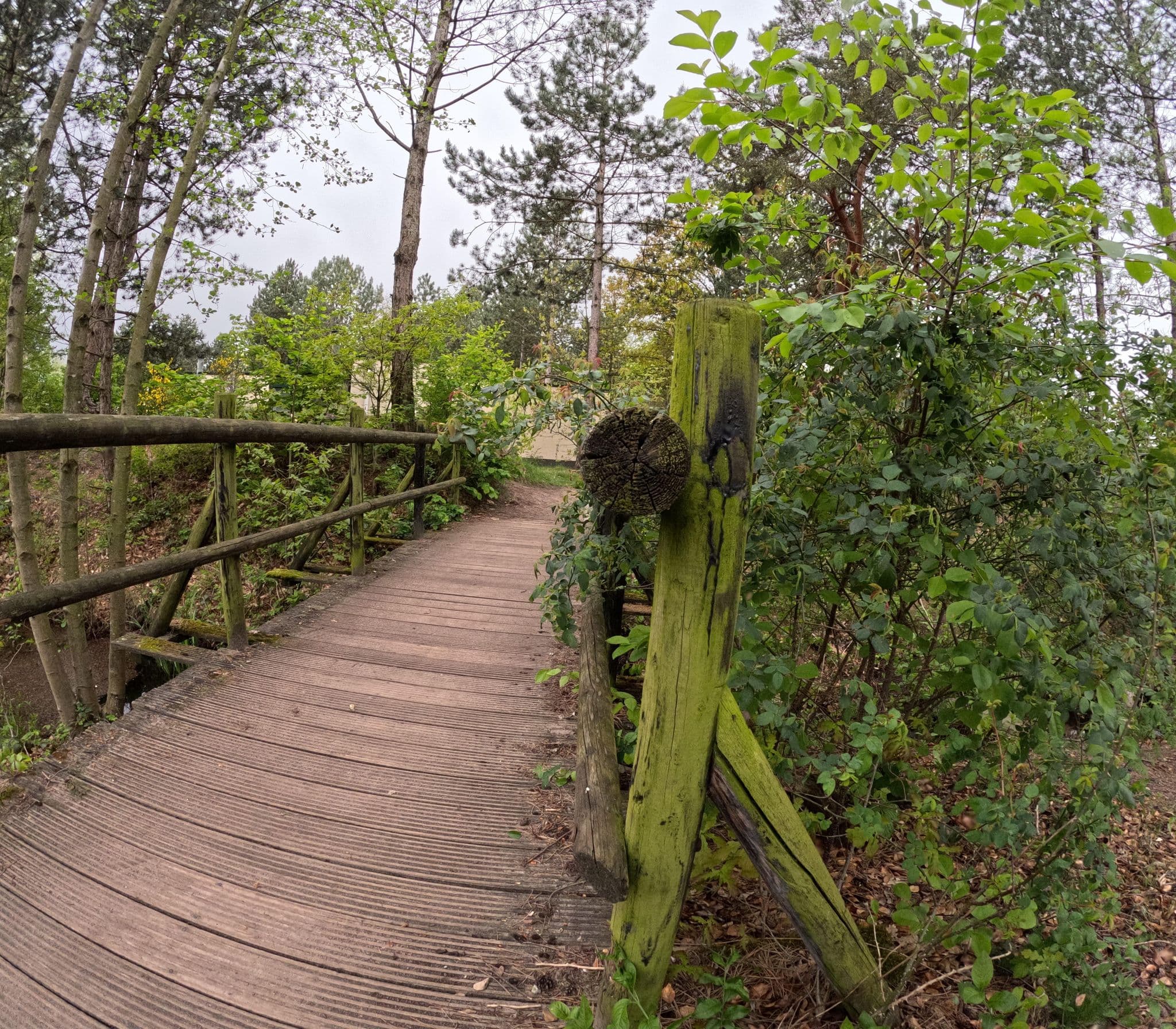 Street view near Cottage 369, Dommelen — © tjorim (CC BY-SA · Mapillary)