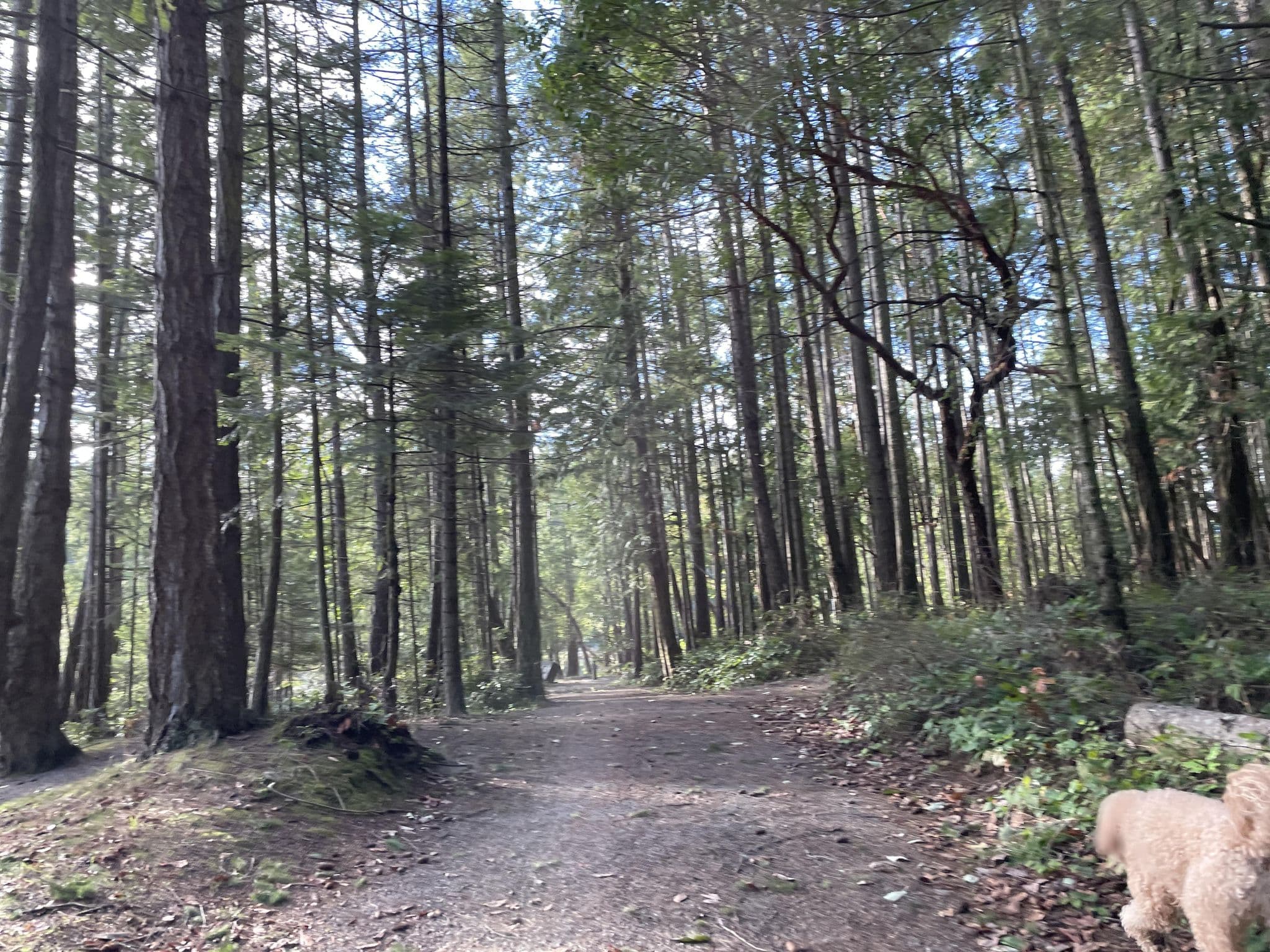 Street view near Montague Harbour Campground - Walk-in, Ganges — © Mitchmiller (CC BY-SA · Mapillary)
