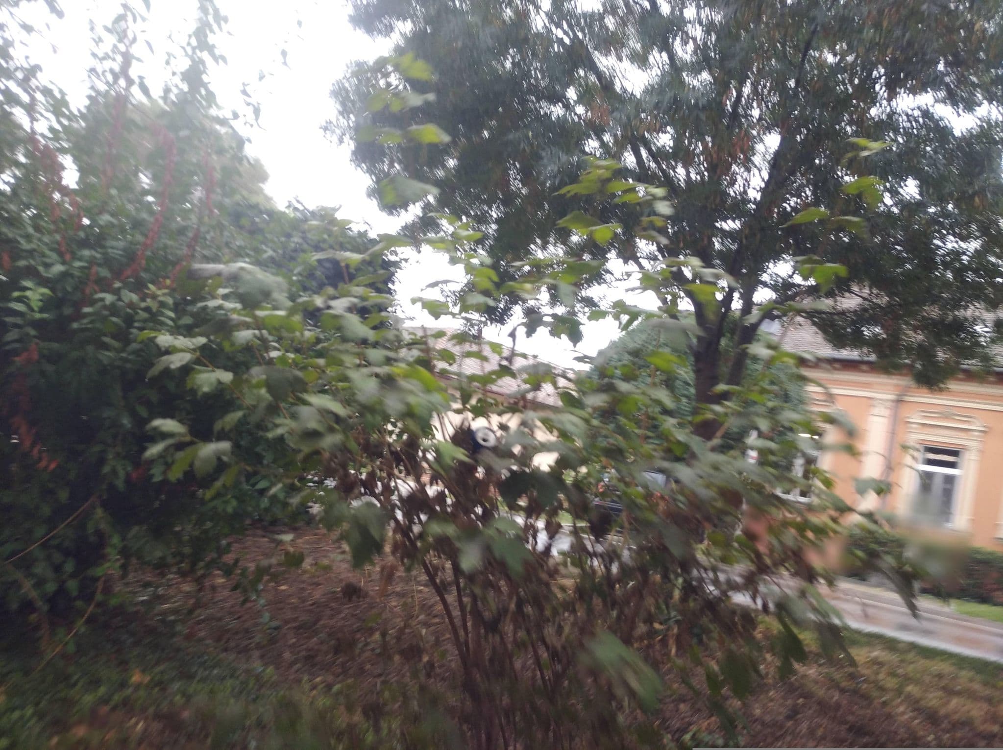 Street view near Arany Szálló, Szentes — © grozsa11 (CC BY-SA · Mapillary)