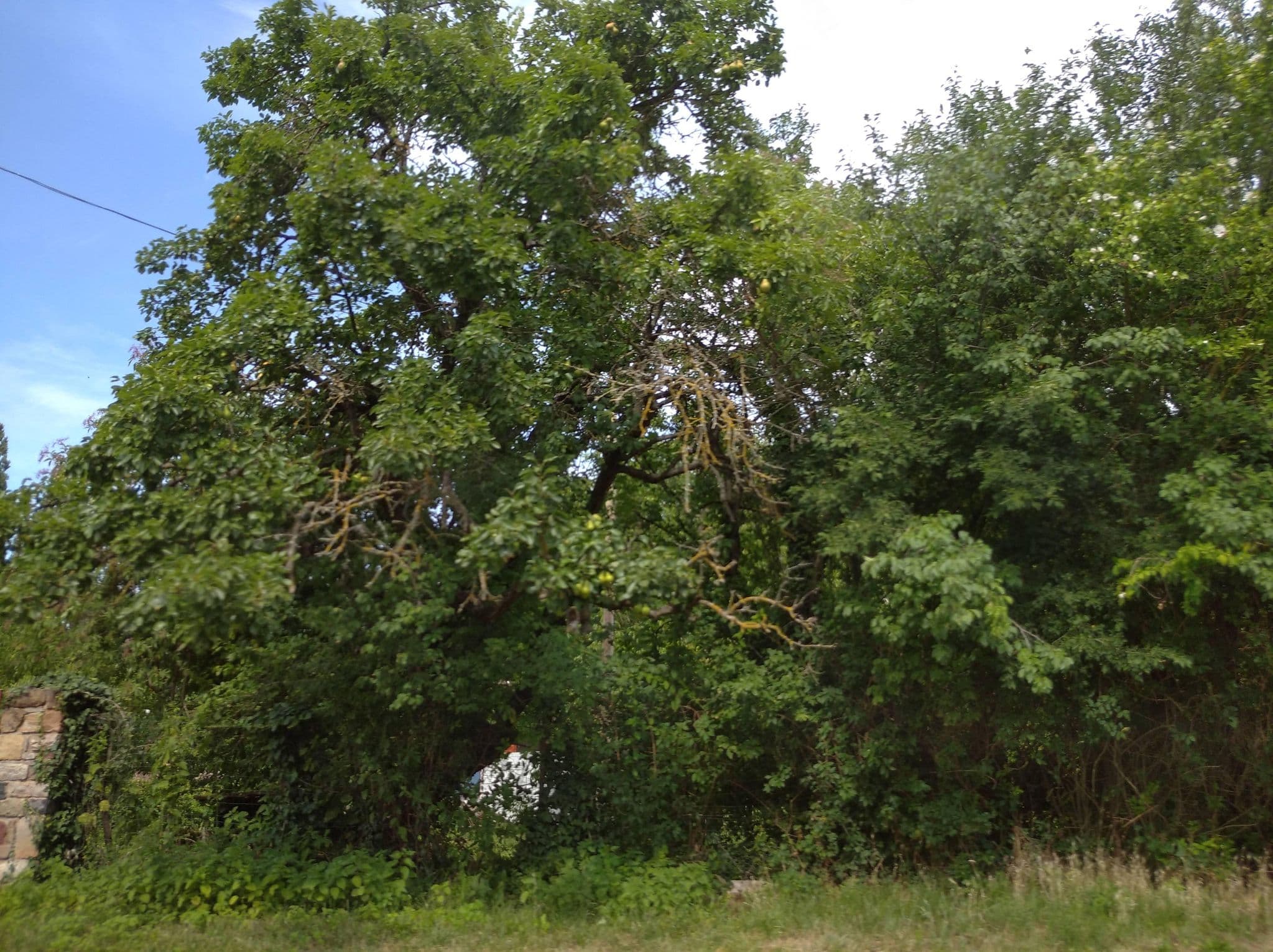 Street view near Rózsa Birtok, Révfülöp — © grozsa11 (CC BY-SA · Mapillary)