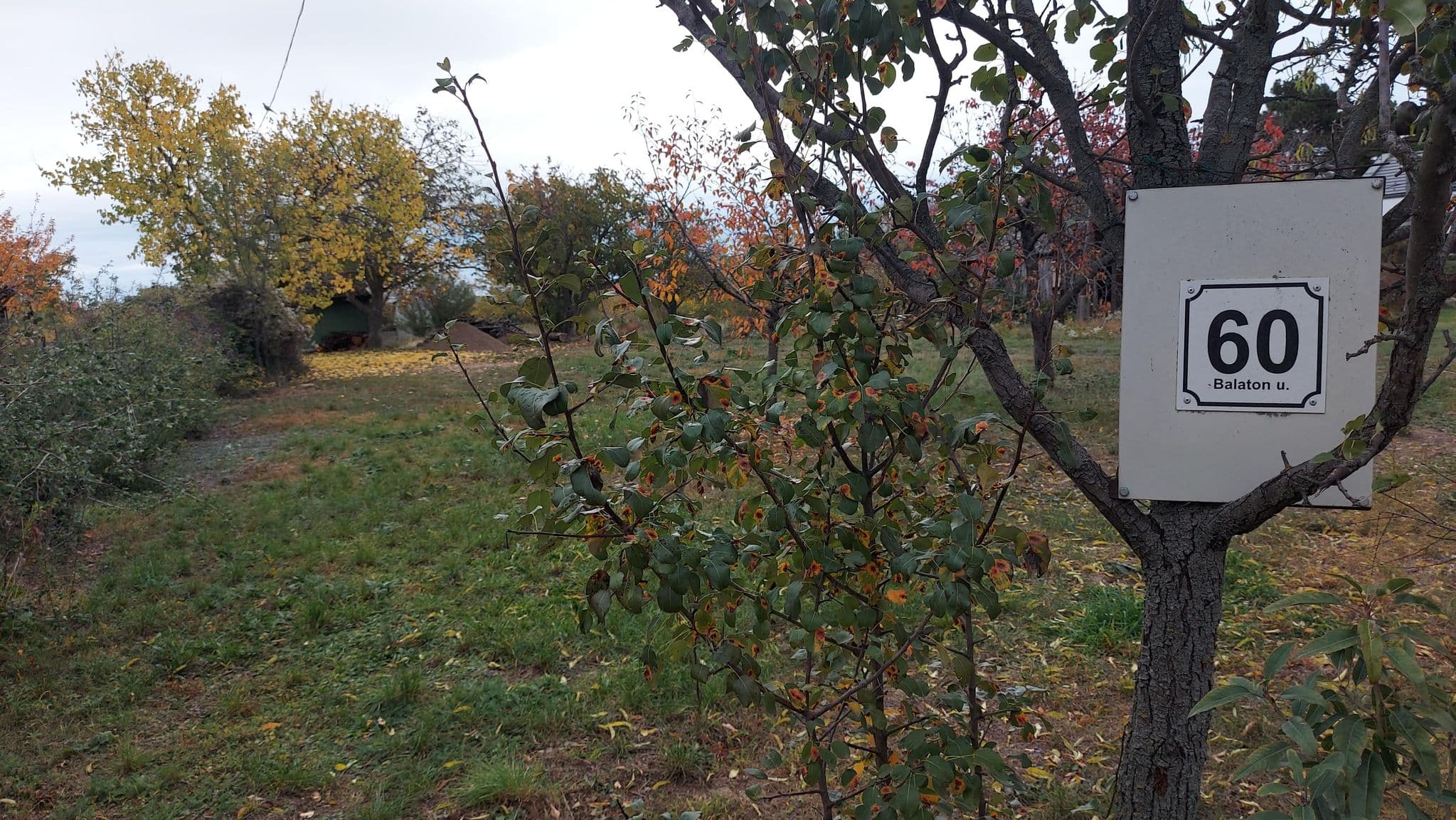Street view near Bodza Vendégház, Csopak — © vasony (CC BY-SA · Mapillary)