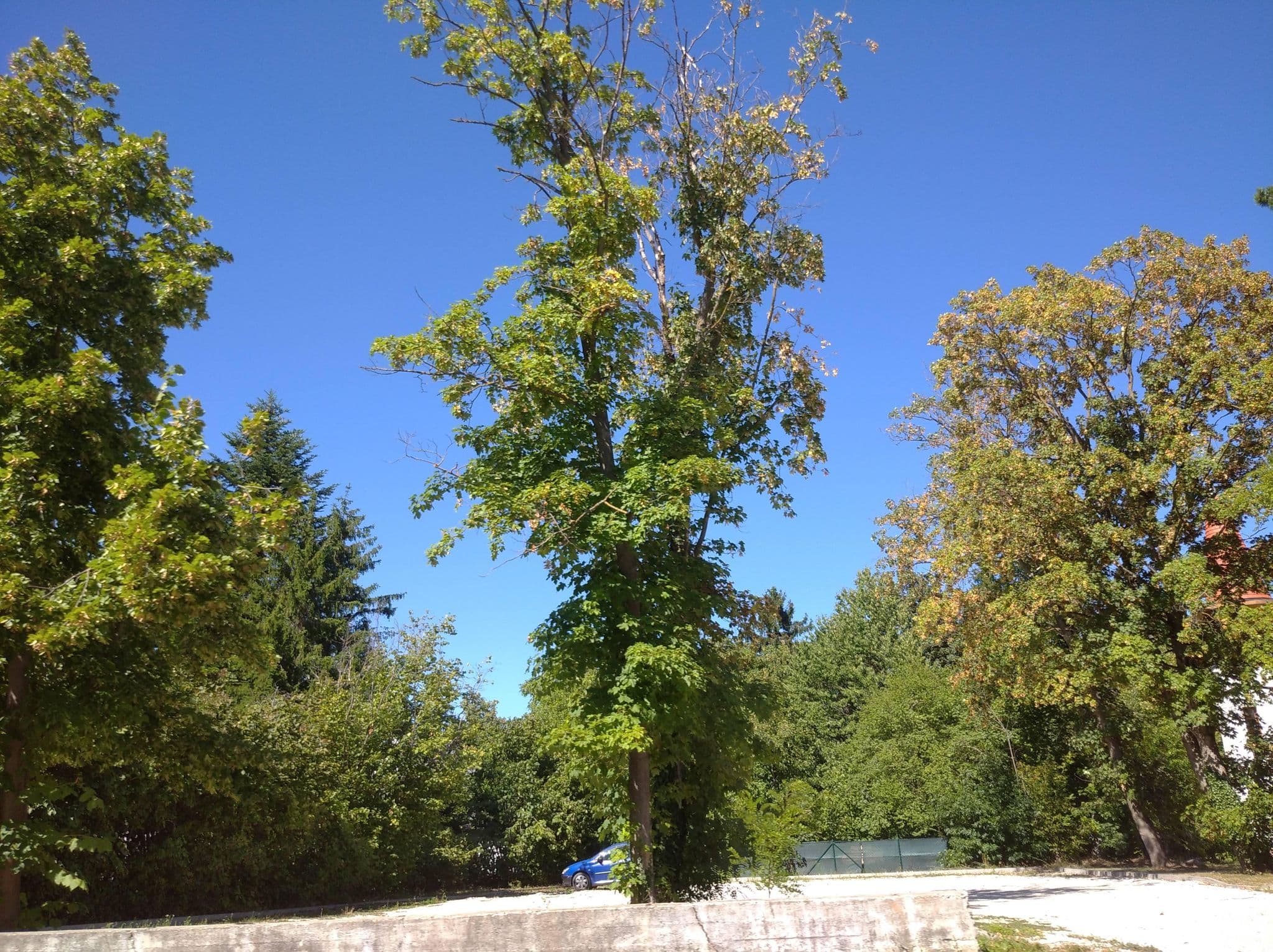 Street view near Balatonakarattya Kertmozi, Balatonkenese — © grozsa11 (CC BY-SA · Mapillary)