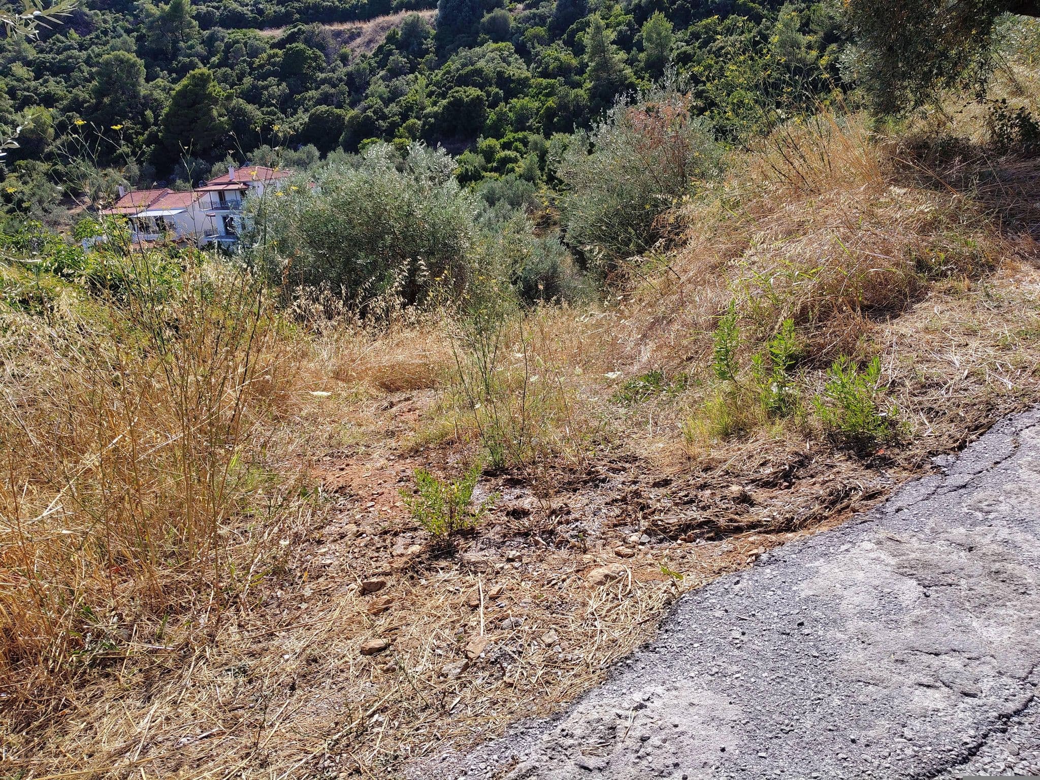 Street view near Georgia Studios, Skópelos — © majovajo (CC BY-SA · Mapillary)
