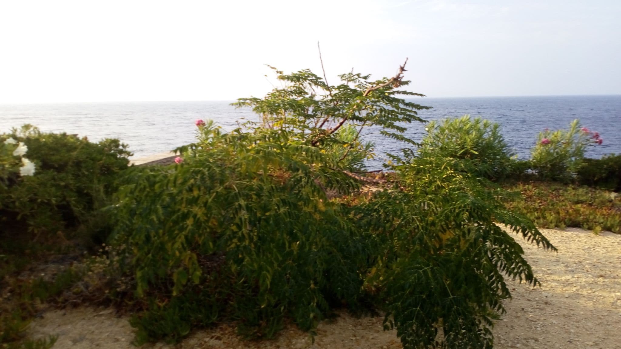 Street view near Η Κοιμητέ, Agios Kirykos — © vaspag (CC BY-SA · Mapillary)