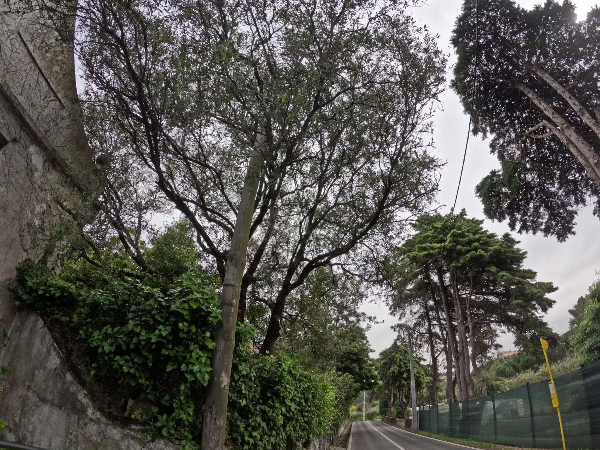 Street view near Quinta dos Eucaliptos, Sintra — © claudiop (CC BY-SA · Mapillary)