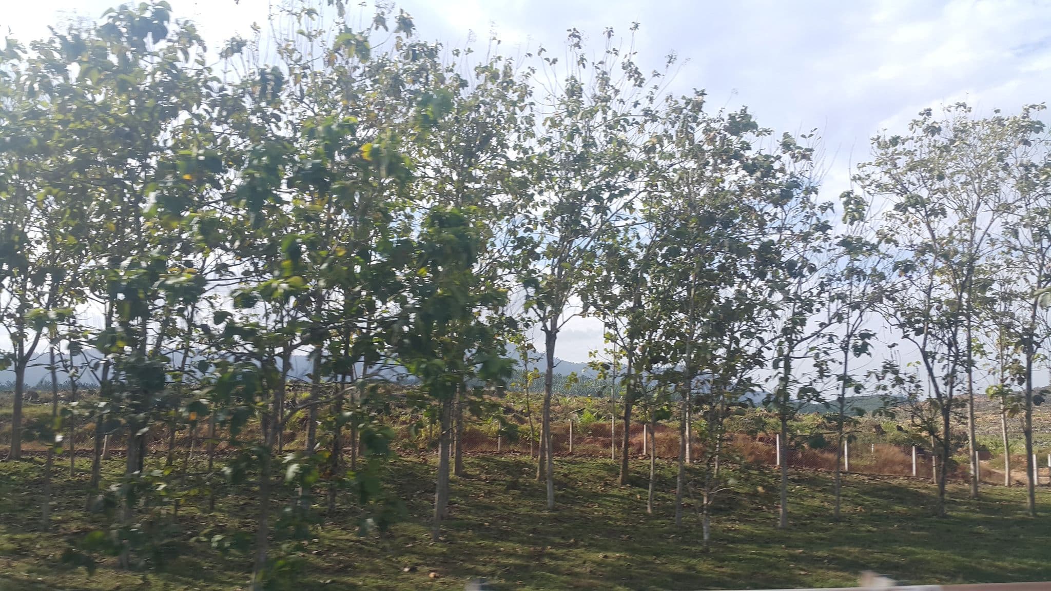 Street view near Golf 6 @ JBS/BSI, Kelapa Sawit — © aaronsta (CC BY-SA · Mapillary)
