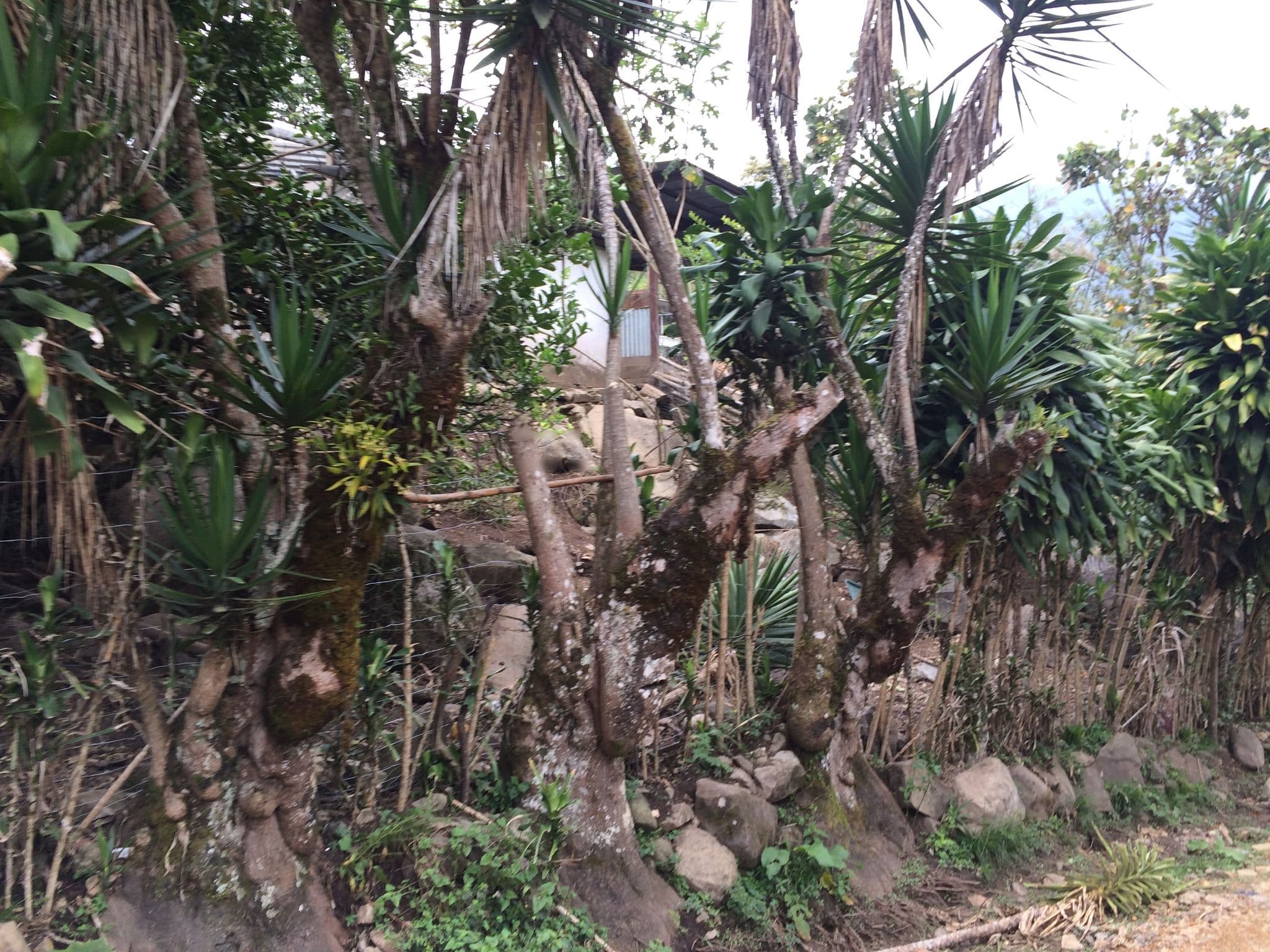 Street view near Finca Cielo Verde de Allan y Nurieth, San Isidro — © cuadra (CC BY-SA · Mapillary)