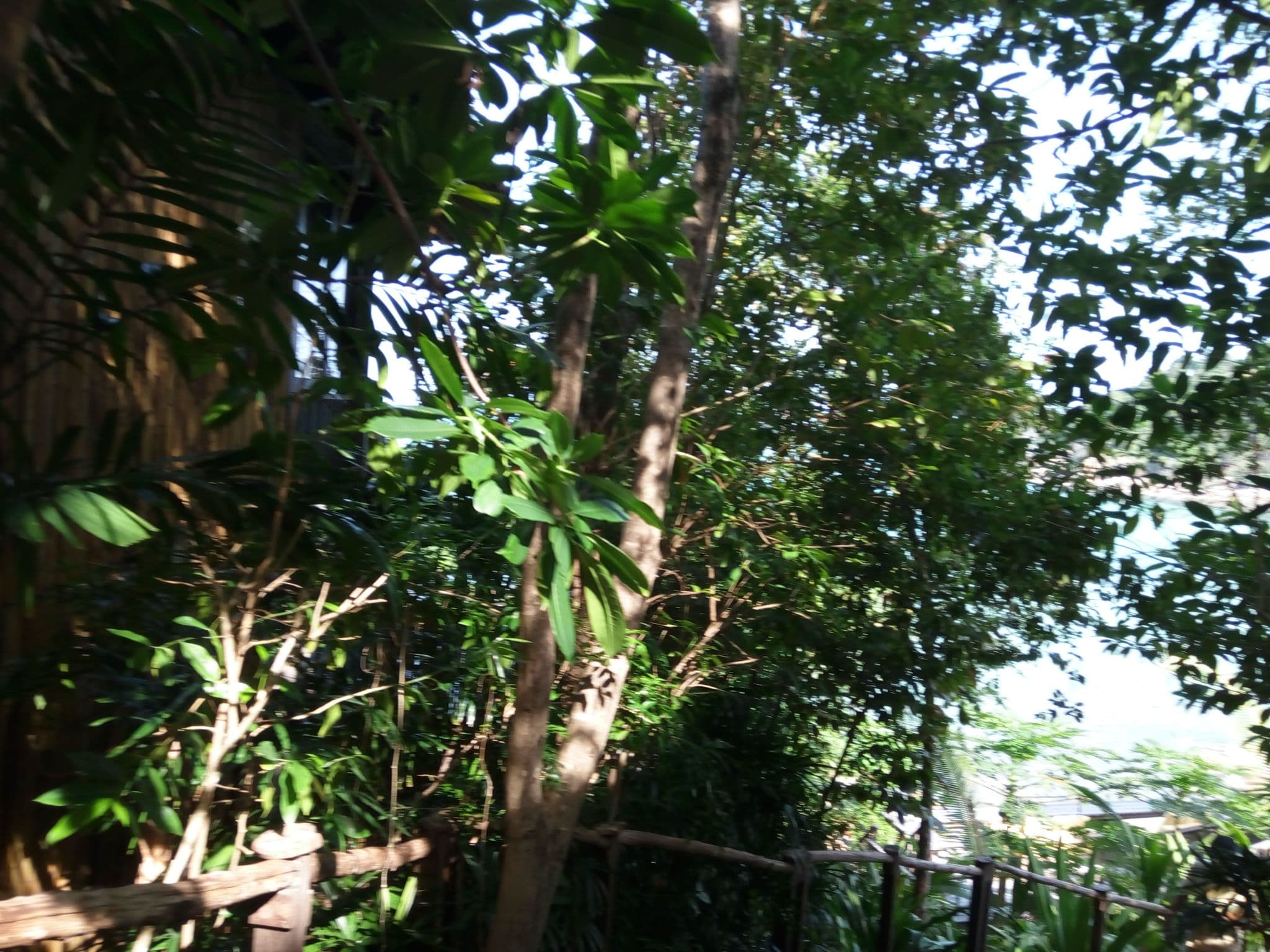 Street view near My Coffee place Six Senses Spa, Ko Samui — © mapfool (CC BY-SA · Mapillary)