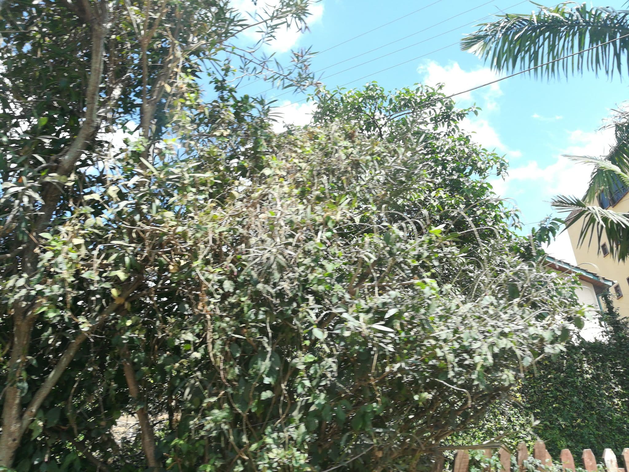 Street view near The Monarch Hotel, Nairobi — © ng_here01 (CC BY-SA · Mapillary)