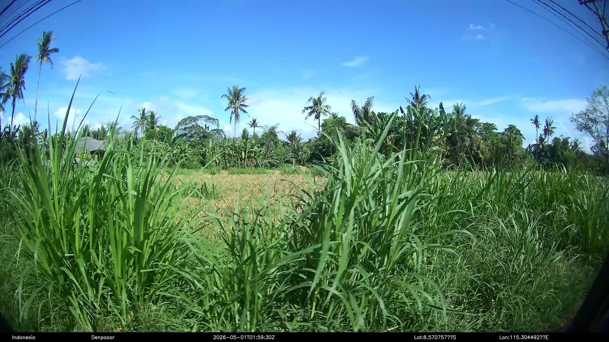 Street view near Agung kost, Batubulan — © Kaart---LEFT (CC BY-SA · Mapillary)