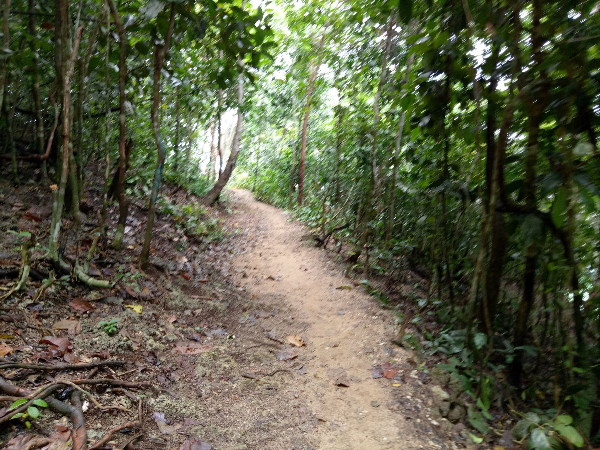 Street view near Mandos, Waisai — © tla (CC BY-SA · Mapillary)