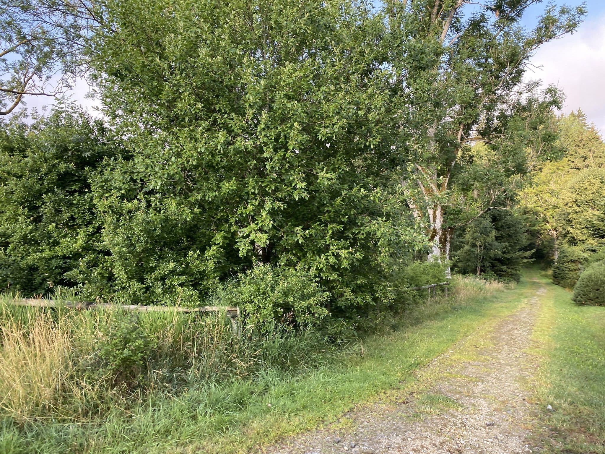 Street view near Hatzingerhof, Bayerisch Eisenstein — © nicos (CC BY-SA · Mapillary)