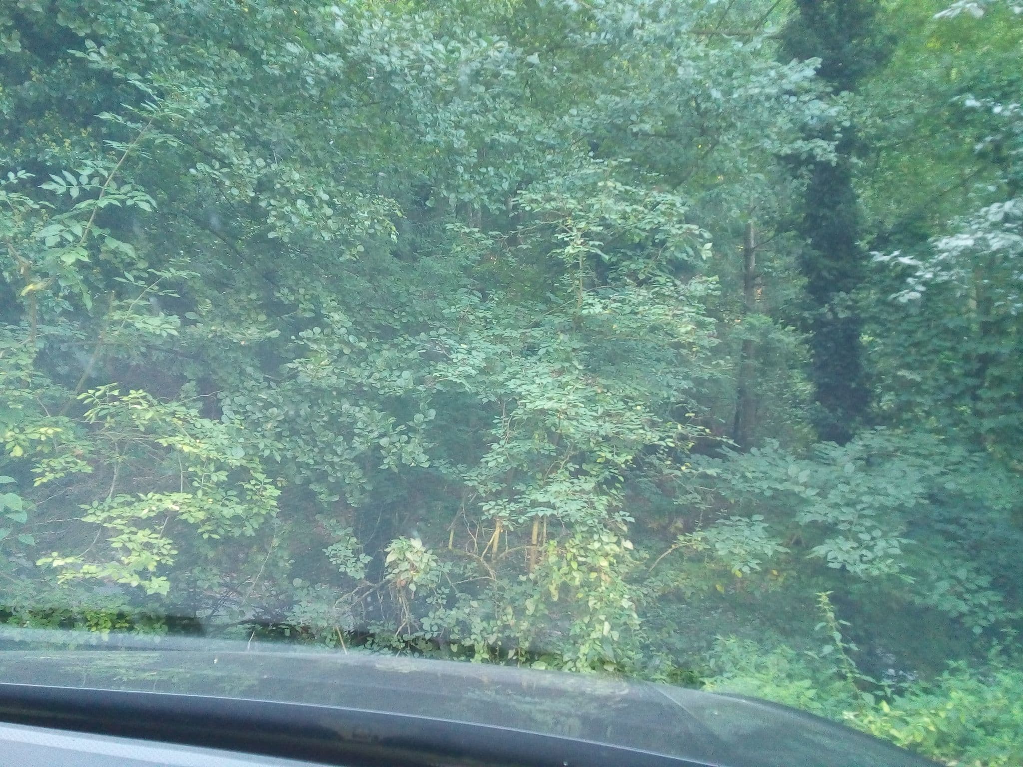 Street view near Schauenburg Waldstellplatz, Oberkirch — © karthoo (CC BY-SA · Mapillary)