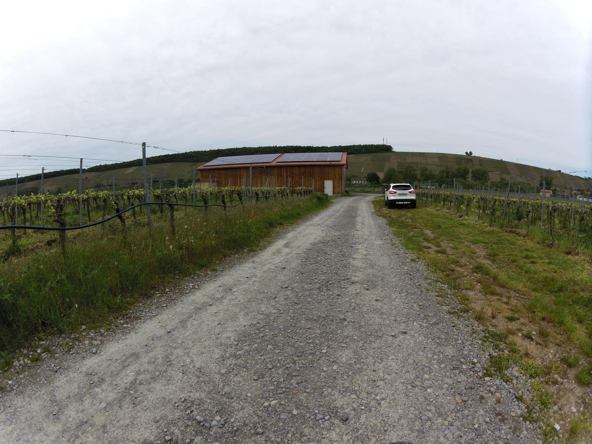 Street view near Weingut Glaser Wohnmobilstellplatz, Sommerach — © zoegglmeyr1 (CC BY-SA · Mapillary)