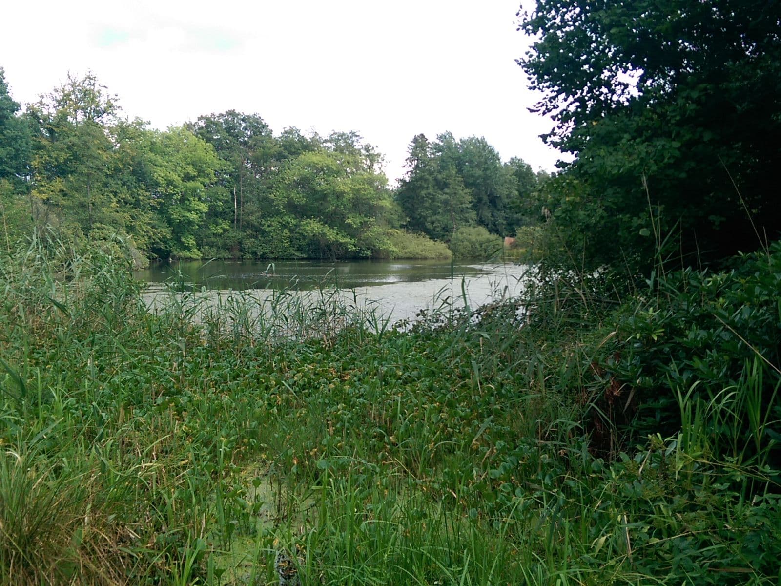Street view near Naturhotel Sunder, Wietze — © live (CC BY-SA · Mapillary)