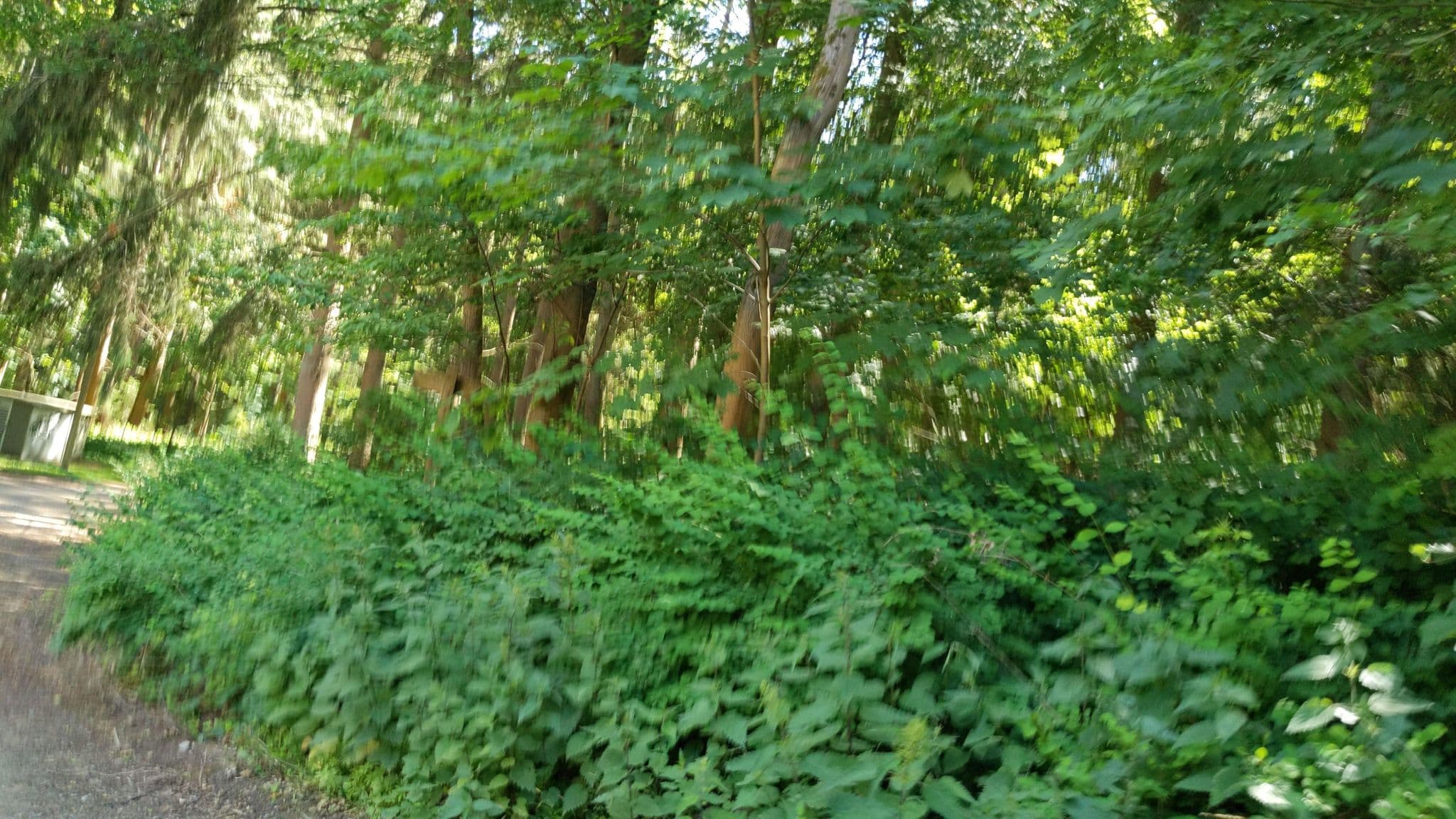 Street view near Ferienpension Haus Waldesruh, Ratzeburg — © rasmustravemnd (CC BY-SA · Mapillary)