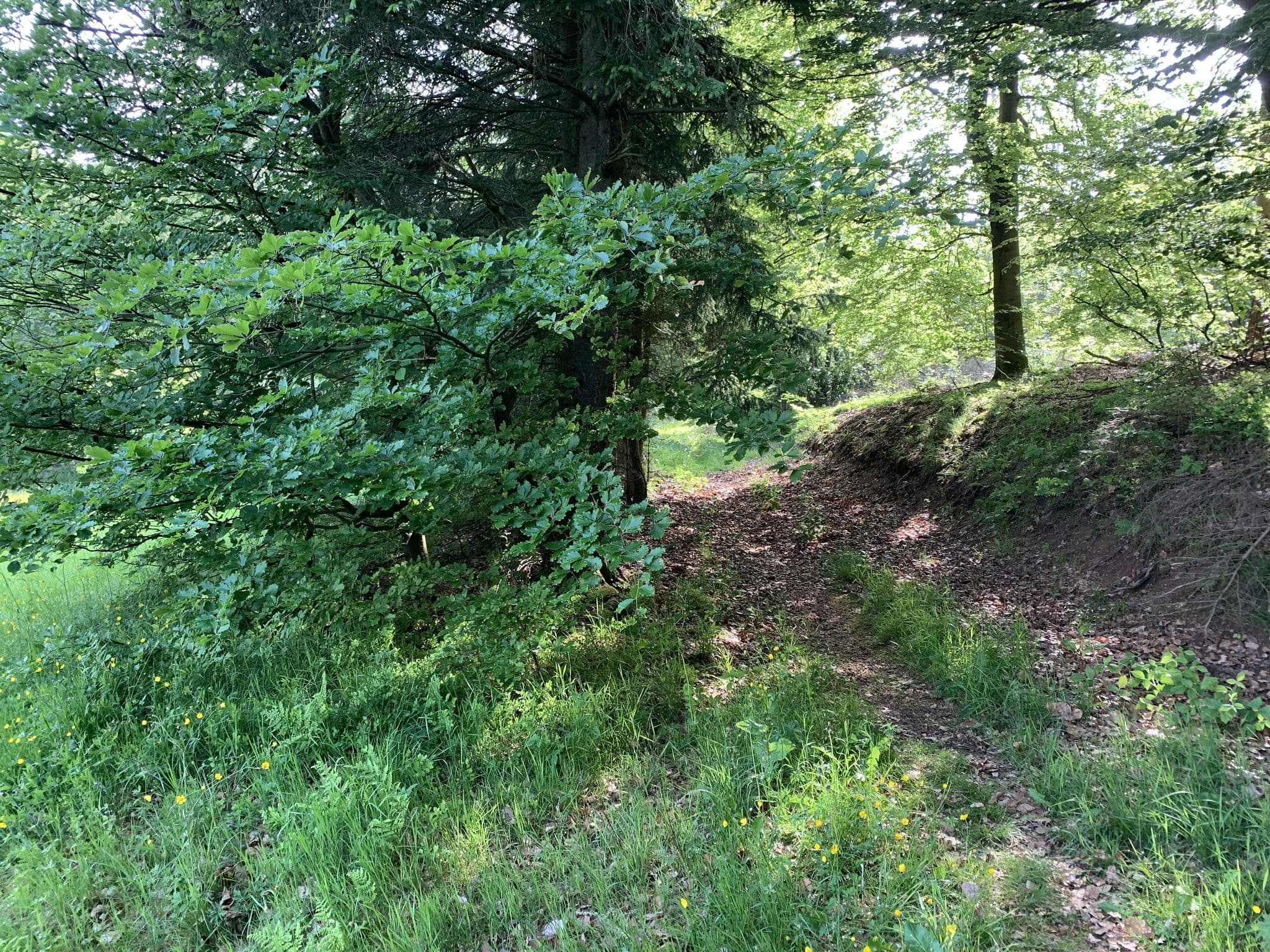 Street view near Haus Sonnenschein (B53), Nentershausen — © GrumpyOldBear (CC BY-SA · Mapillary)