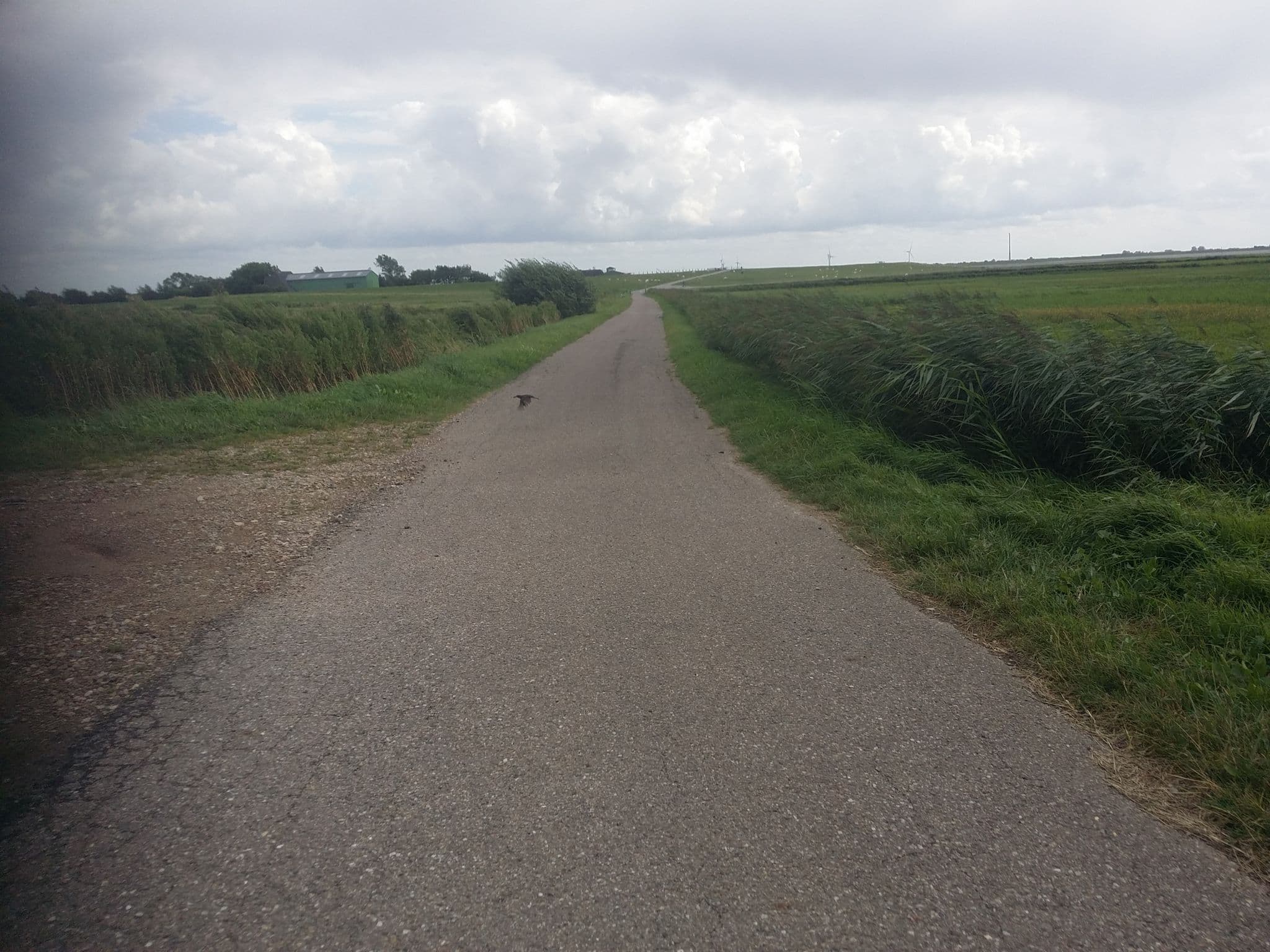 Street view near Schipp-Landen, Schobüll — © trulala (CC BY-SA · Mapillary)