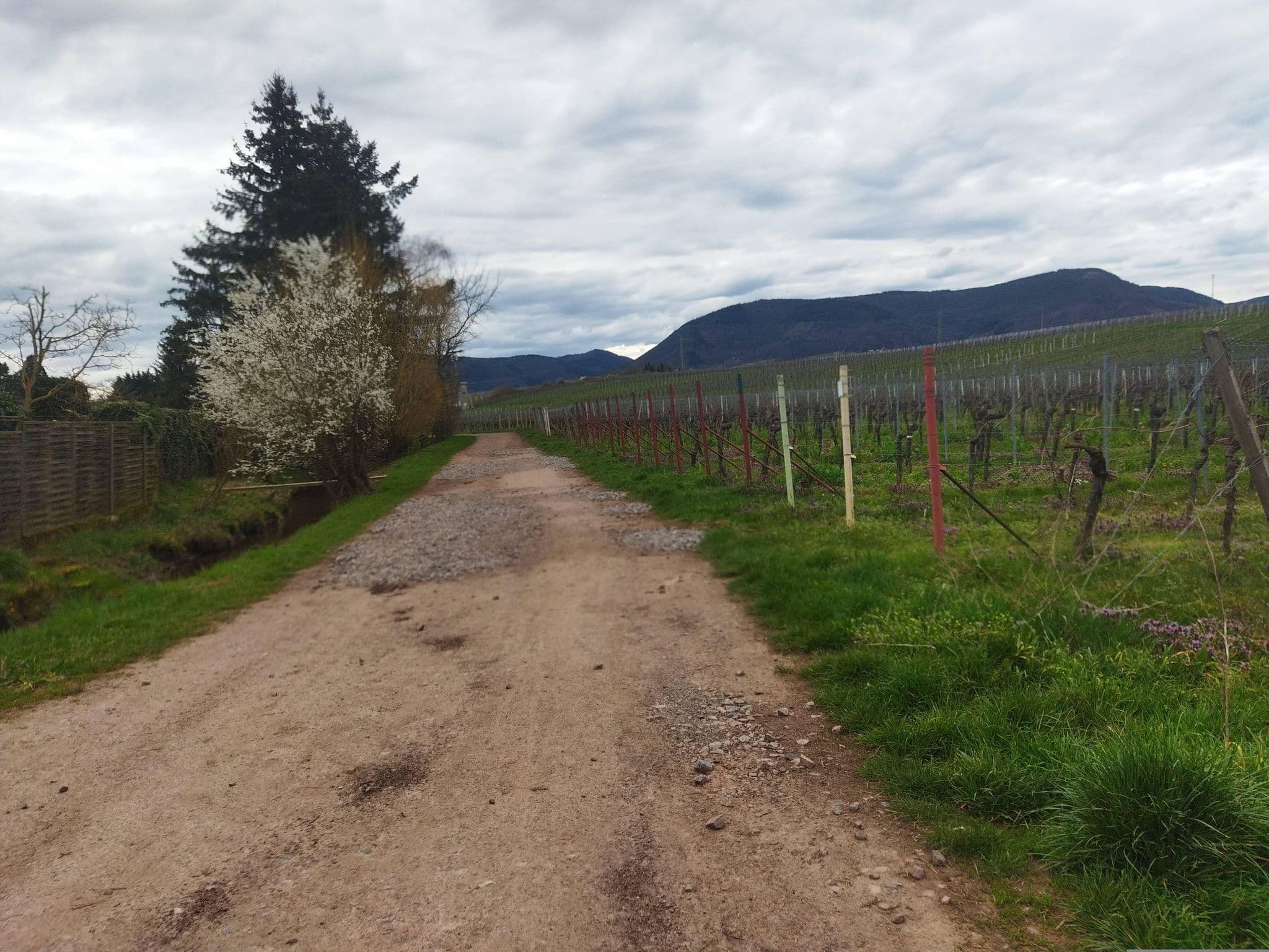 Street view near Weingut Rehm Wohnmobilstellplatz, Edesheim — © changchun1 (CC BY-SA · Mapillary)