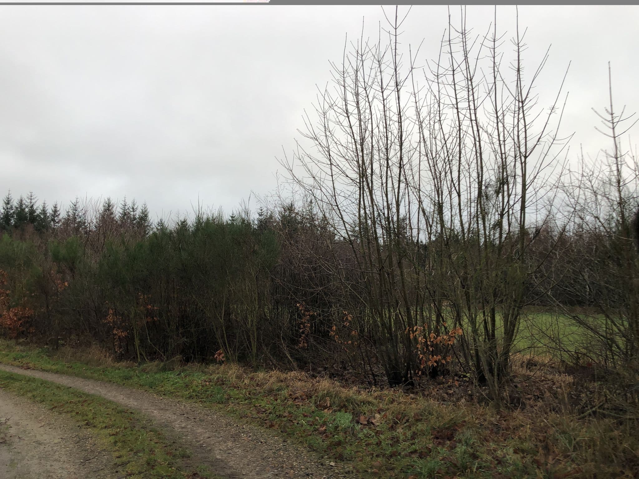 Street view near Kronhede naturhostel & lejrskole, Ulfborg — © peterleth (CC BY-SA · Mapillary)