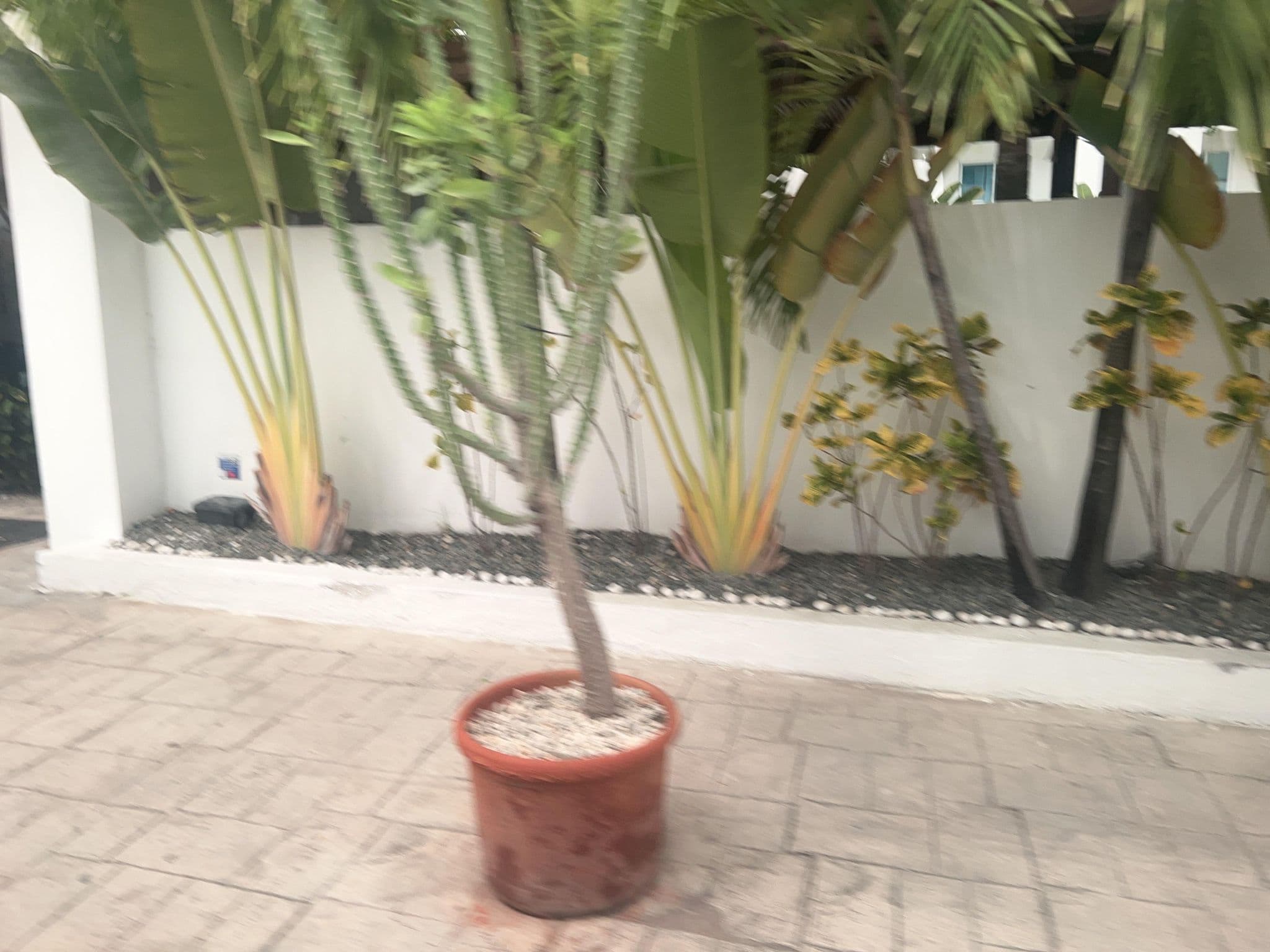 Street view near hm Bavaro Beach, Punta Cana — © cubanoboi (CC BY-SA · Mapillary)
