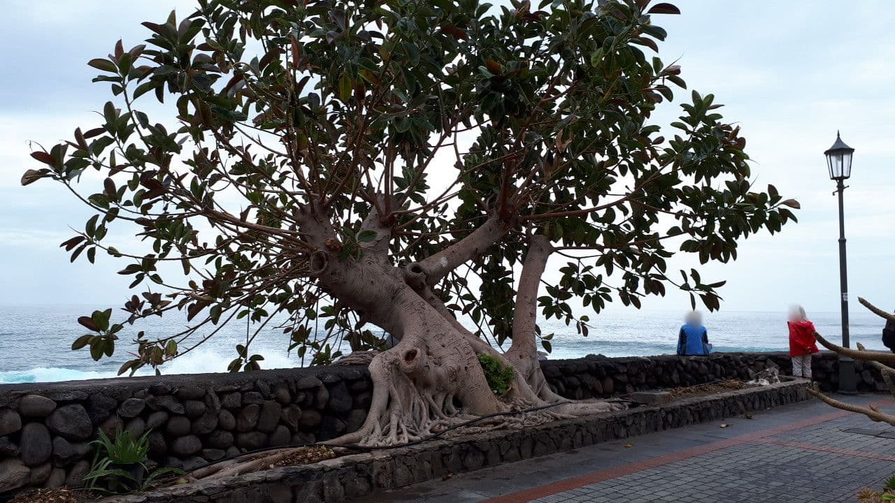 Street view near Hotel Playa Calera, Alajeró — © smoeff (CC BY-SA · Mapillary)