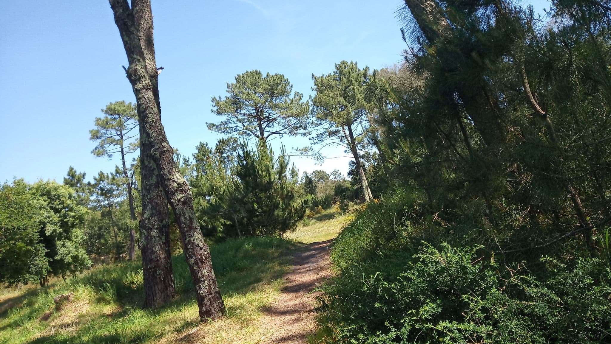 Street view near Bungalows O Forte, O Rosal — © sandruskismart (CC BY-SA · Mapillary)