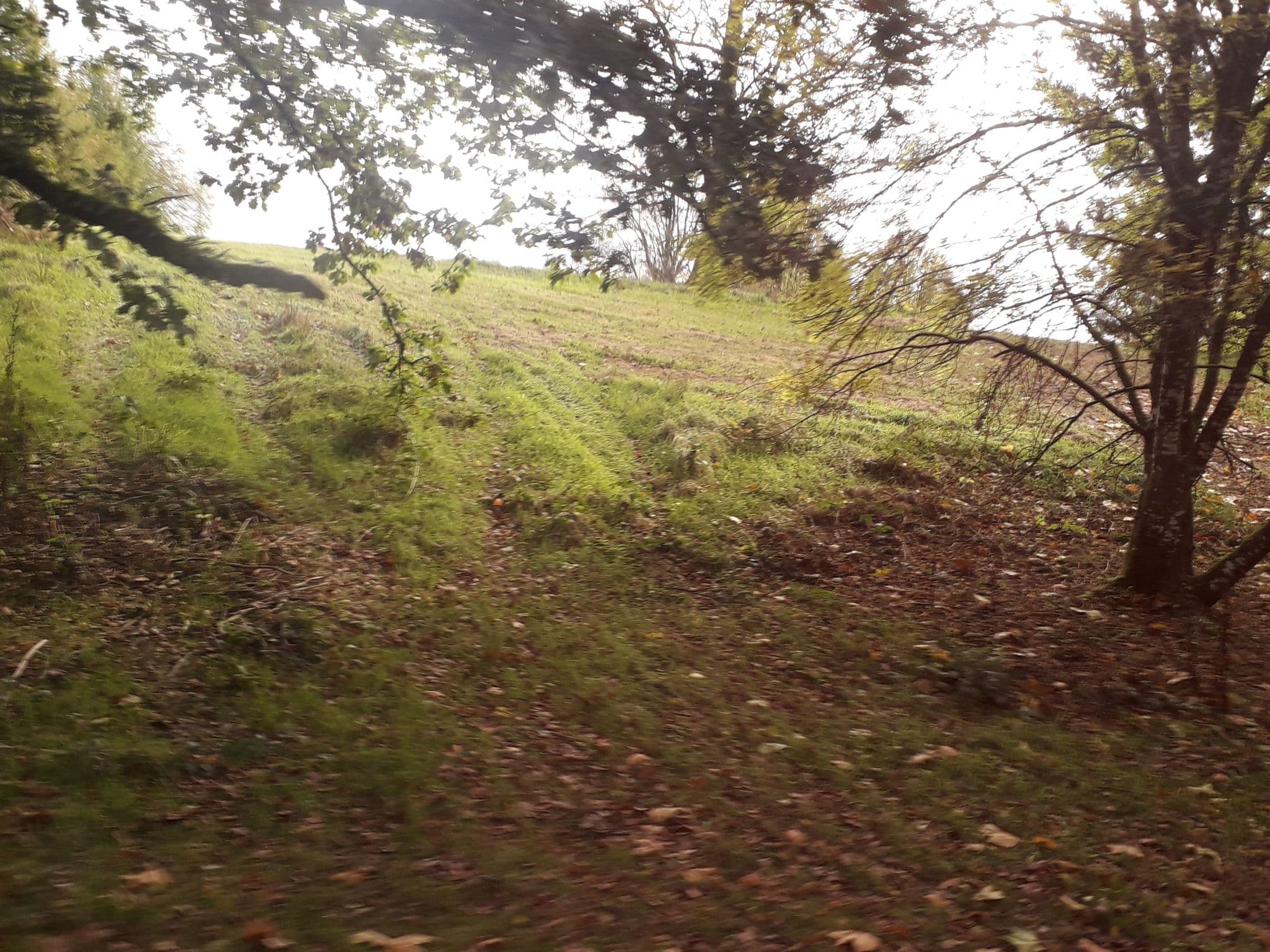 Street view near Roundwood House, Mountrath — © lineo (CC BY-SA · Mapillary)