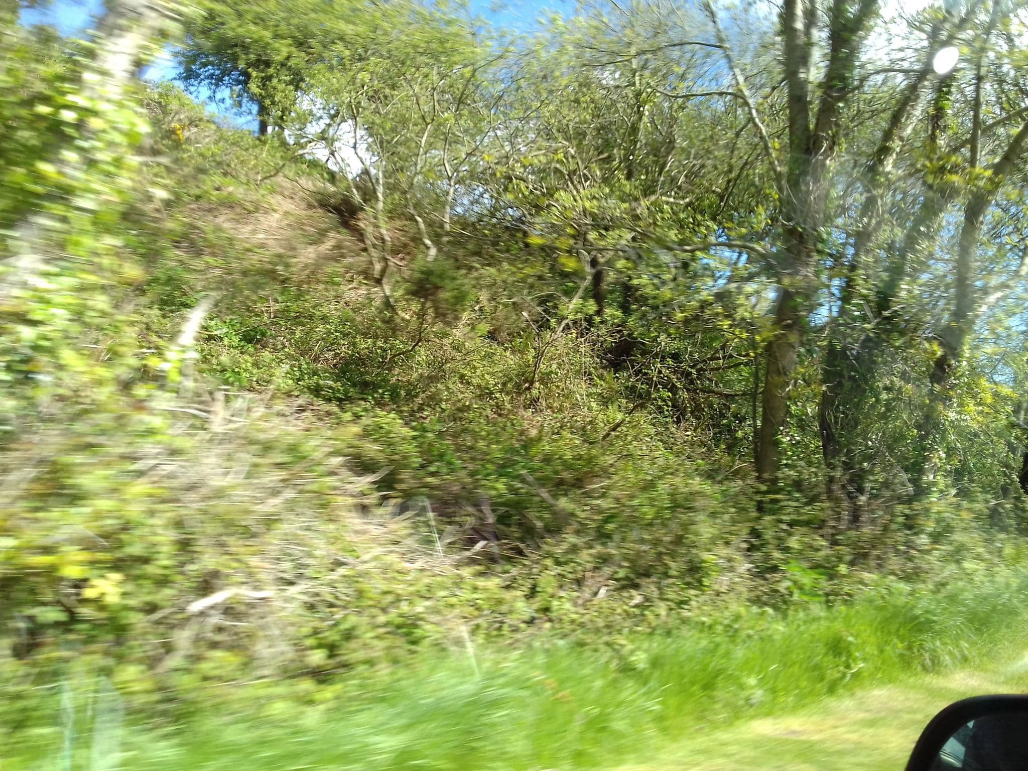 Street view near Robin Hill Bed and Breakfast, Castlebridge — © debigc (CC BY-SA · Mapillary)