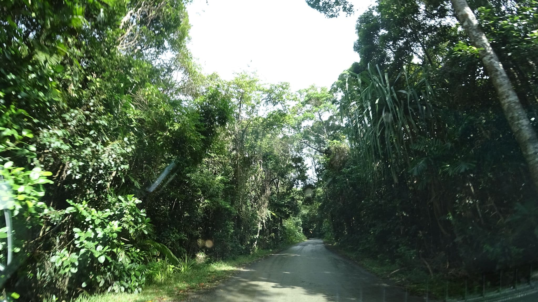 Street view near Cape Tribulation Camping, Mossman — © vagrant42 (CC BY-SA · Mapillary)