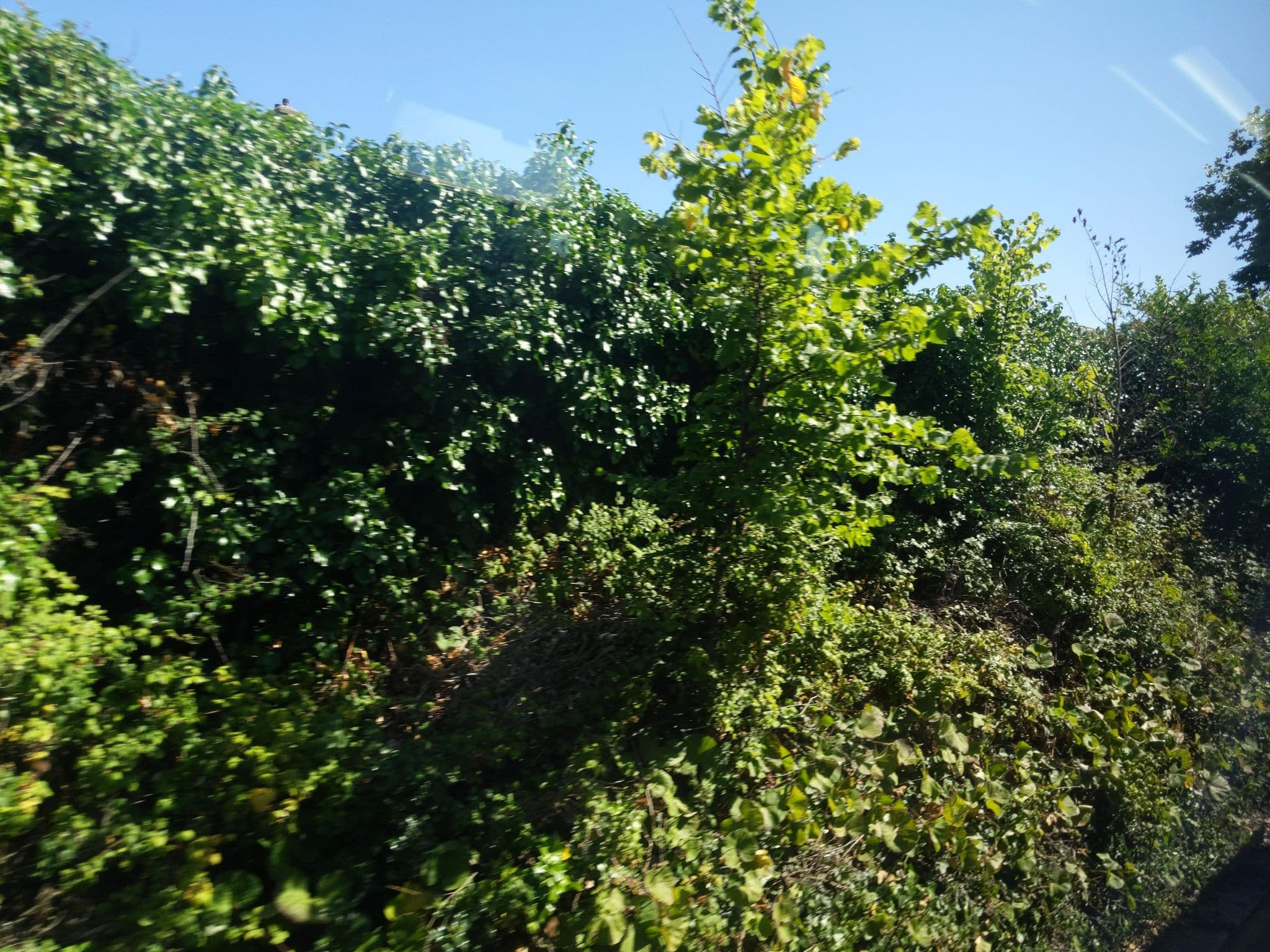 Street view near Bredon Guest House, Paignton — © WaggyDog (CC BY-SA · Mapillary)