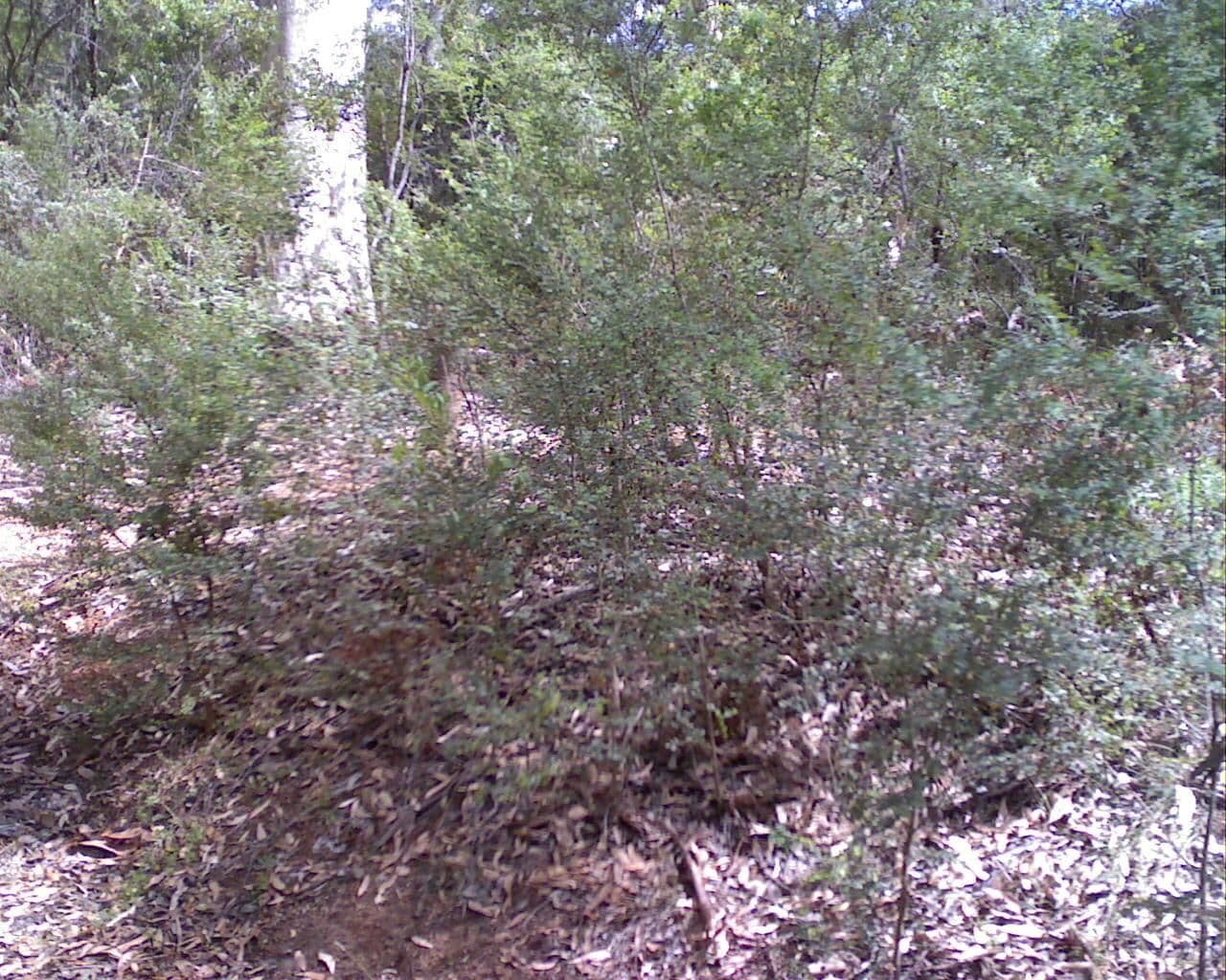 Street view near Karri Gully Picnic Site, Bridgetown — © bob3bob3 (CC BY-SA · Mapillary)