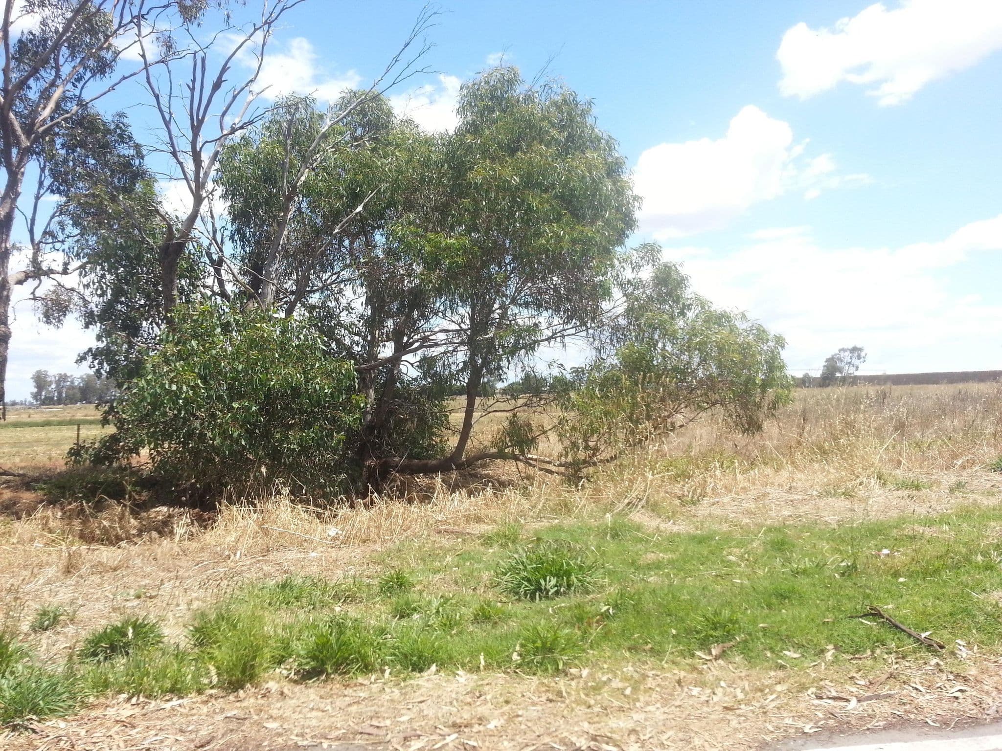 Street view near Tongala Turnoff Rest Area, Tongala — © bob3bob3 (CC BY-SA · Mapillary)