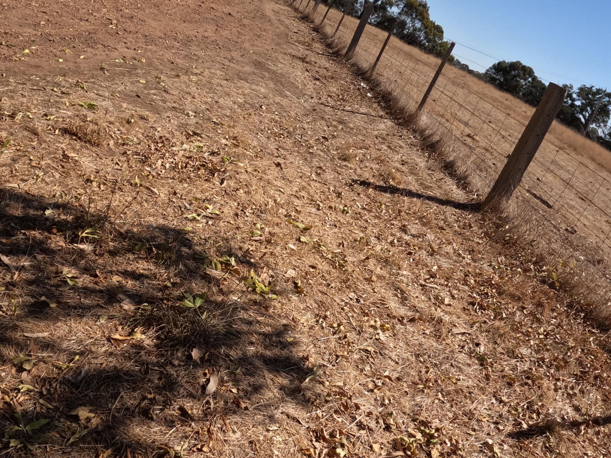 Street view near Mt Sturgeon Rest Area, Hamilton — © skillsy (CC BY-SA · Mapillary)