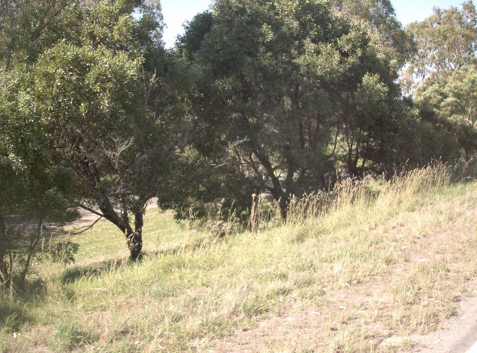 Street view near Tarra River Rest Area, Yarram — © vicroads (CC BY-SA · Mapillary)
