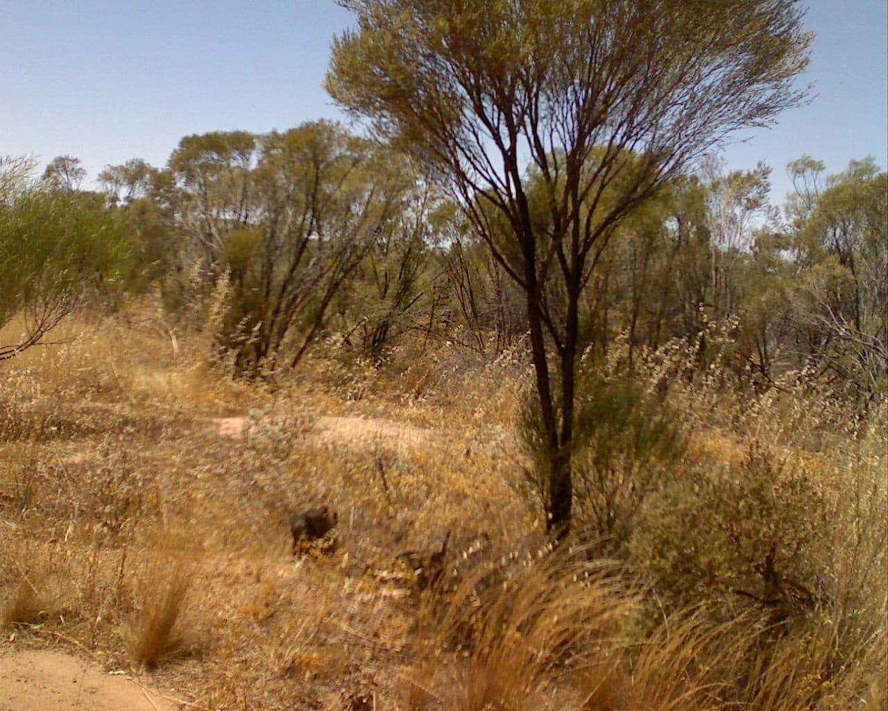 Street view near Caron Dam Reserve, Moora — © bob3bob3 (CC BY-SA · Mapillary)