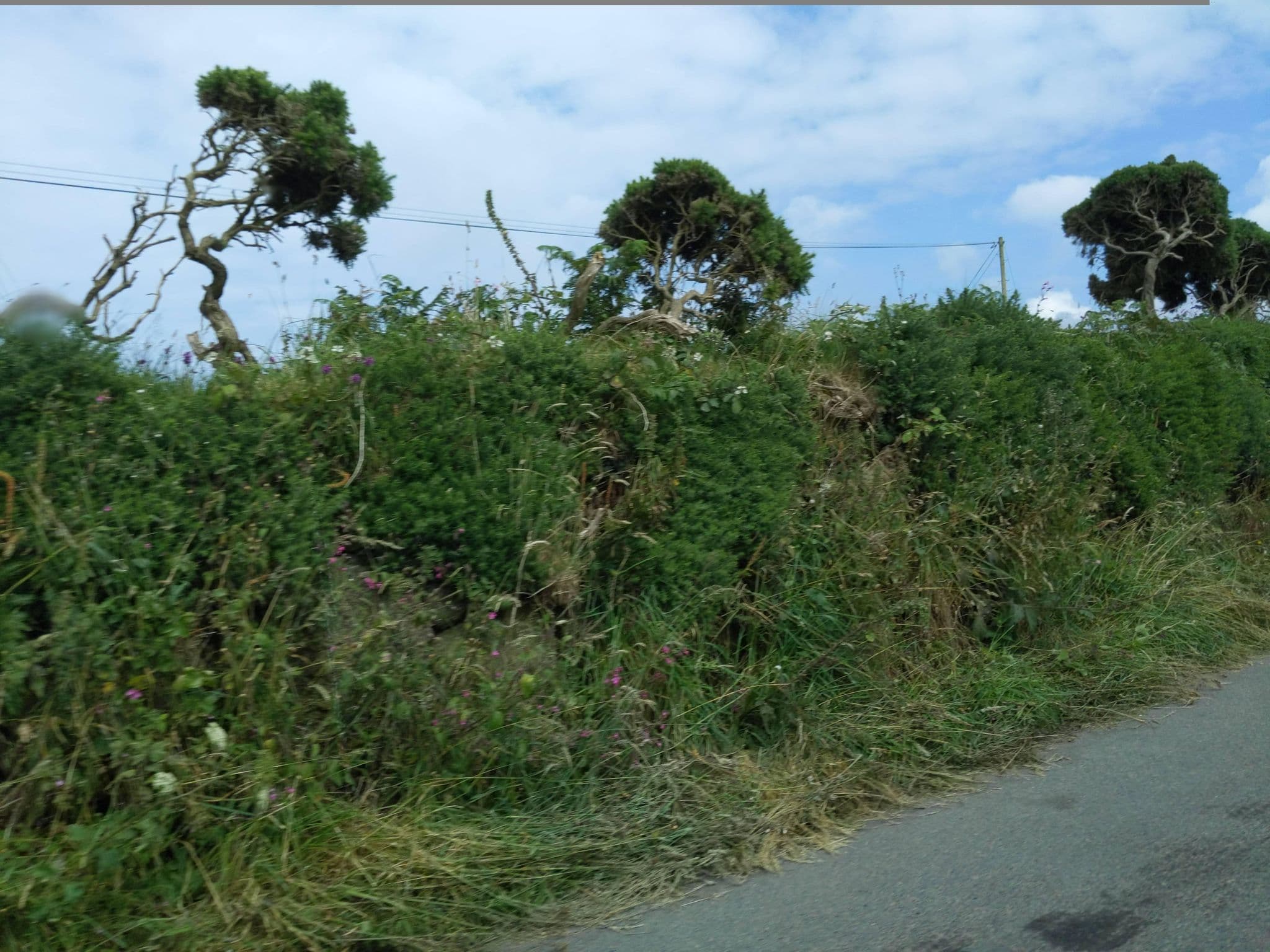 Street view near Carne Camping, St Just — © WaggyDog (CC BY-SA · Mapillary)