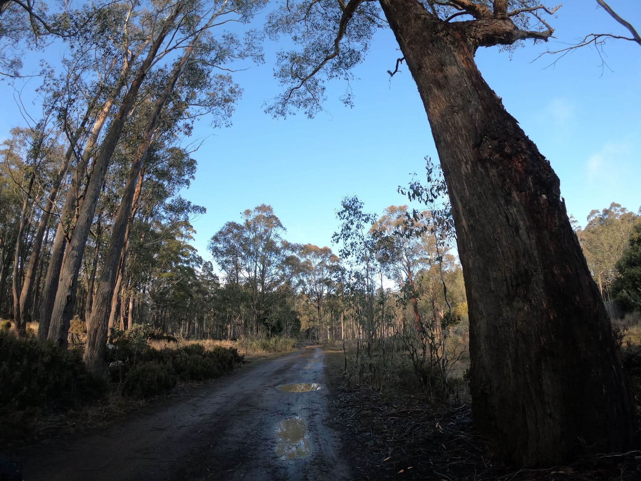 Street view near Dago Point Campground, Cressy — © tastrax (CC BY-SA · Mapillary)