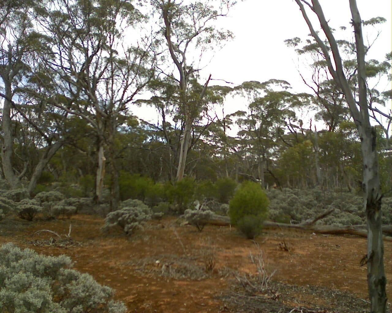 Street view near Mt Pleasant Rest Area, Kambalda East — © bob3bob3 (CC BY-SA · Mapillary)