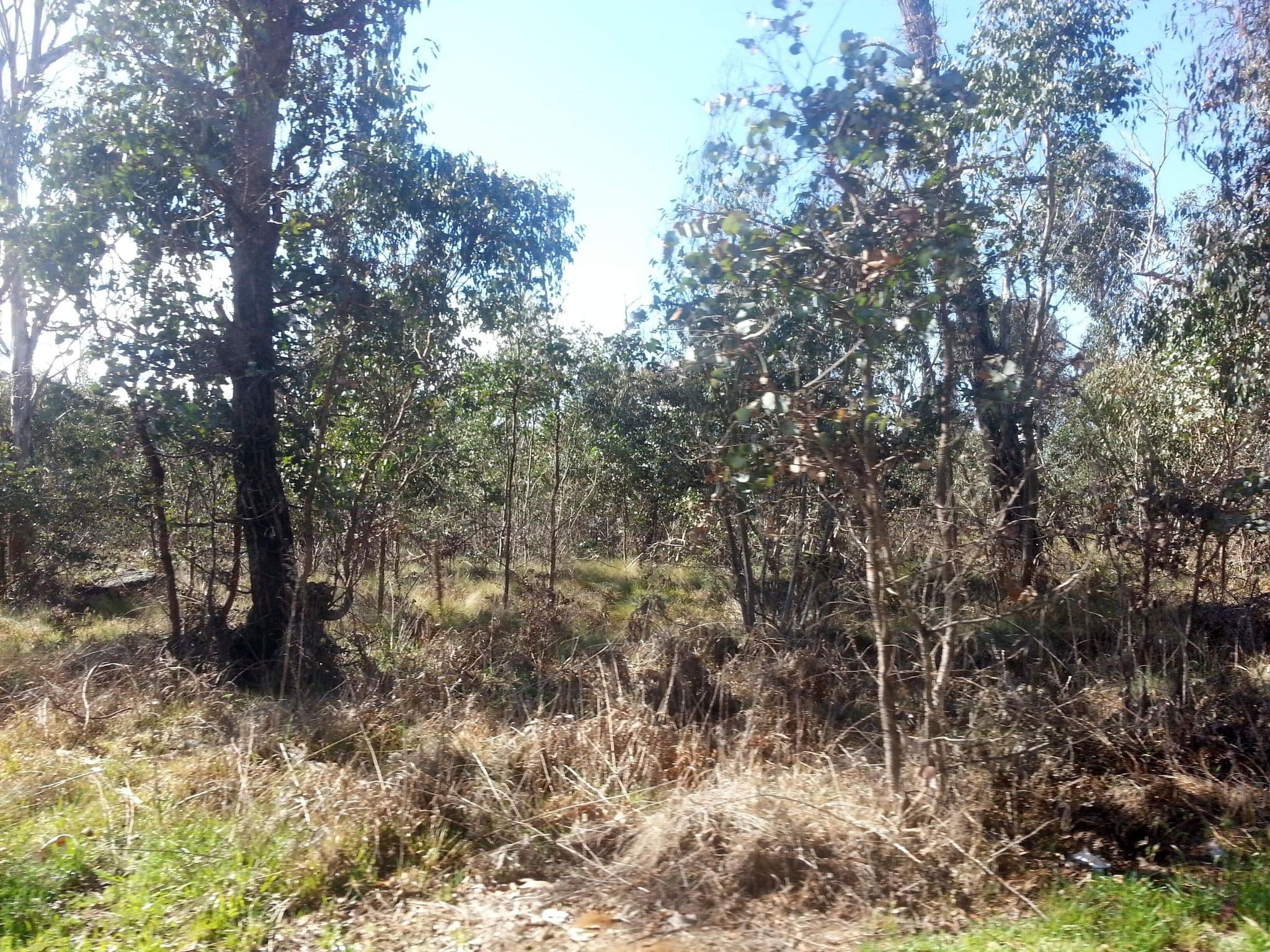 Street view near Oaky Creek Rest Area, Dorrigo — © bob3bob3 (CC BY-SA · Mapillary)