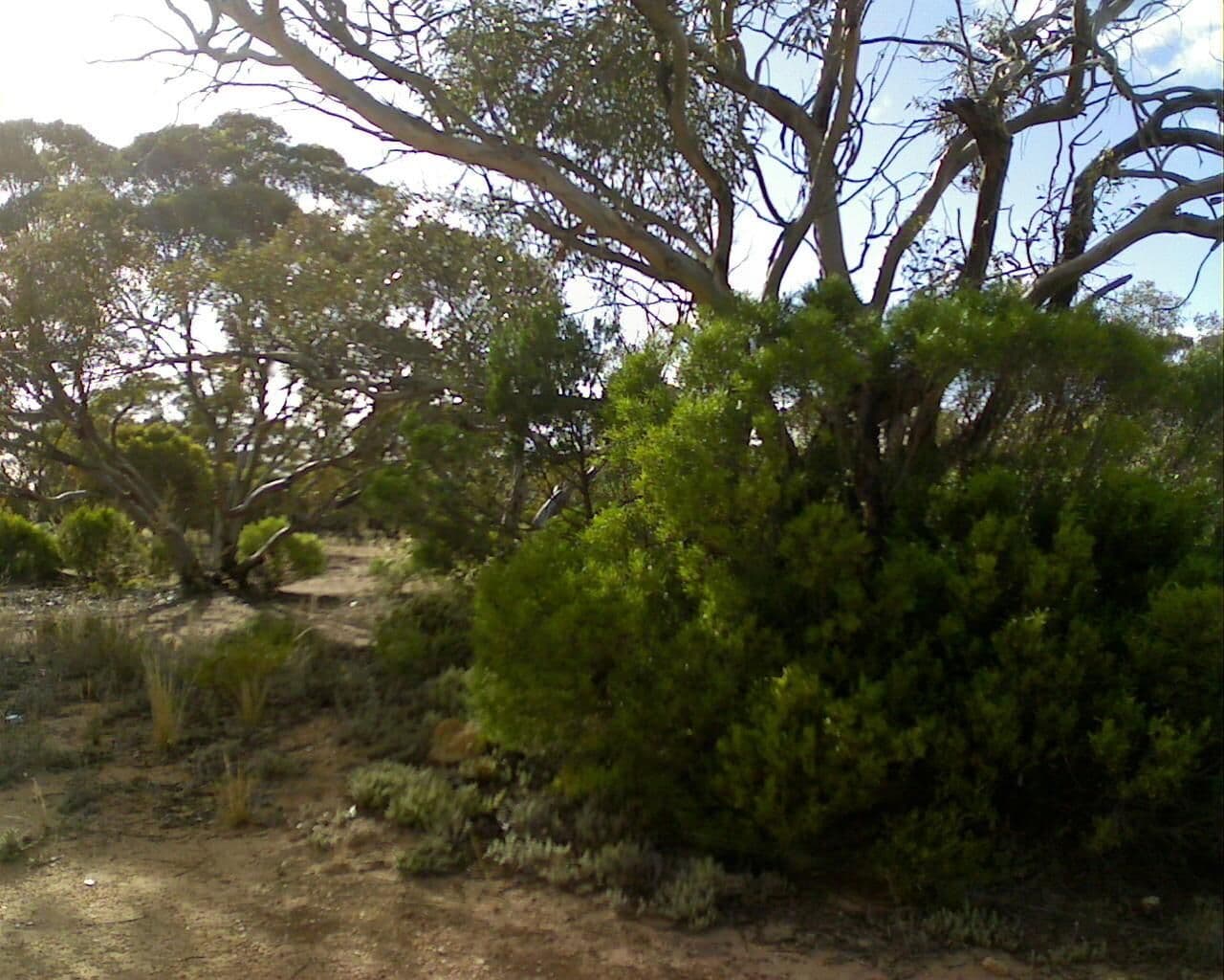 Street view near Old Perlubie School Site, Streaky Bay — © bob3bob3 (CC BY-SA · Mapillary)