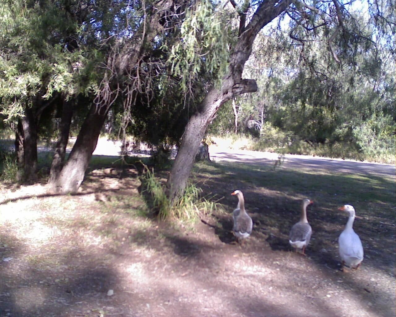 Street view near Round Water Hole Rest Area, Chinchilla — © bob3bob3 (CC BY-SA · Mapillary)