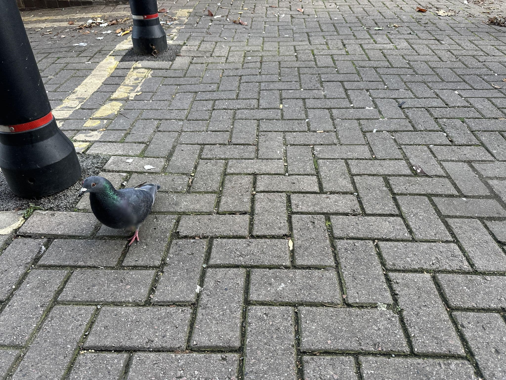 Street view near JG Student Court, Gillingham — © mapper42 (CC BY-SA · Mapillary)