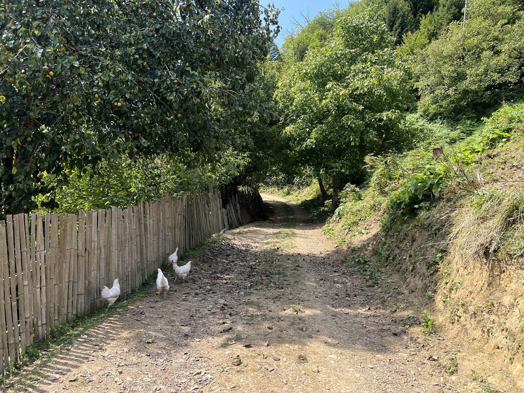 Street view near Khinotsminda guesthouse, Akhaldaba — © alxmamaev (CC BY-SA · Mapillary)
