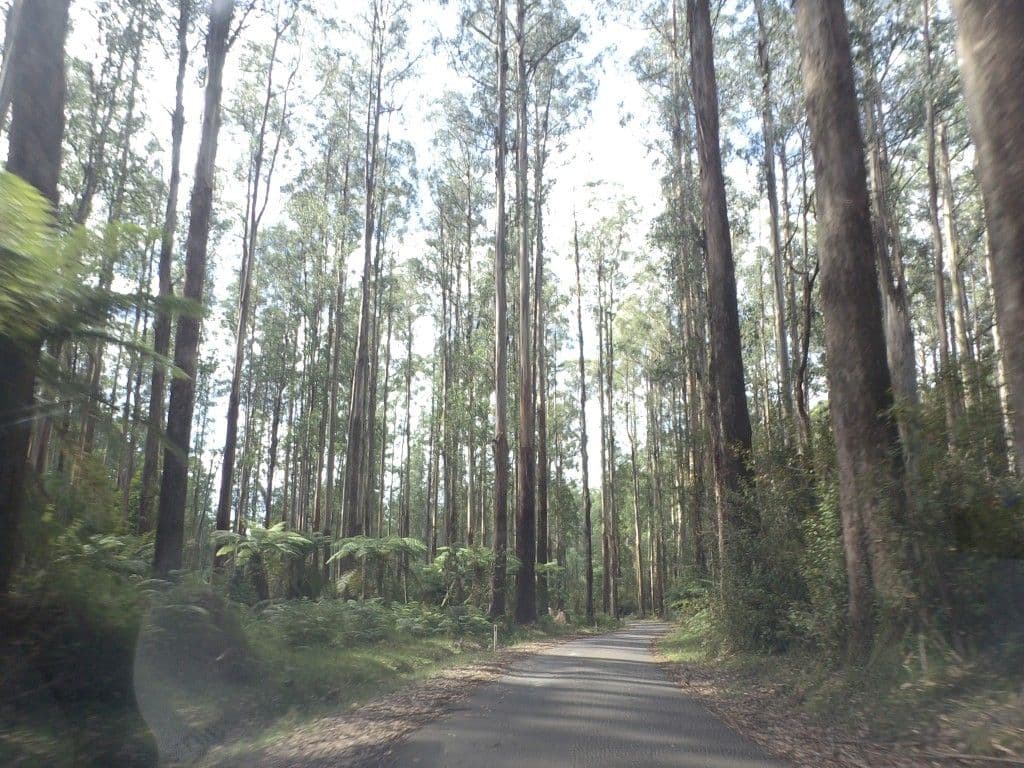Street view near Dispersed Camping, Warburton — © mander (CC BY-SA · Mapillary)