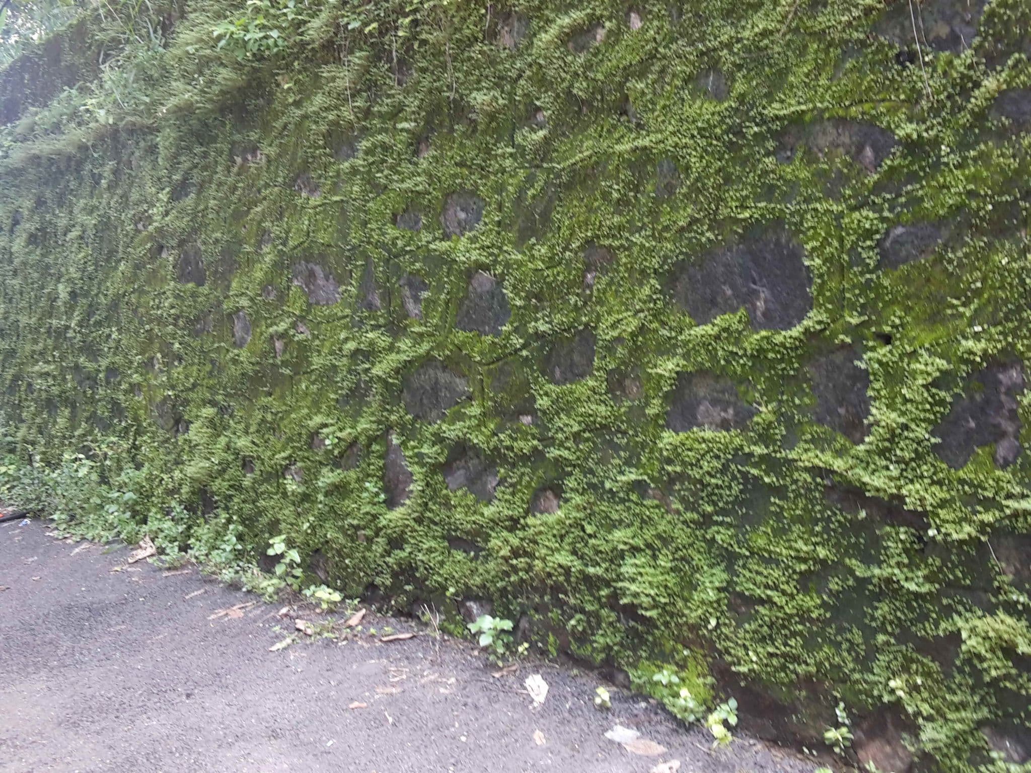 Street view near Free Birds Girls Home, Kakkodi — © neelkanth (CC BY-SA · Mapillary)