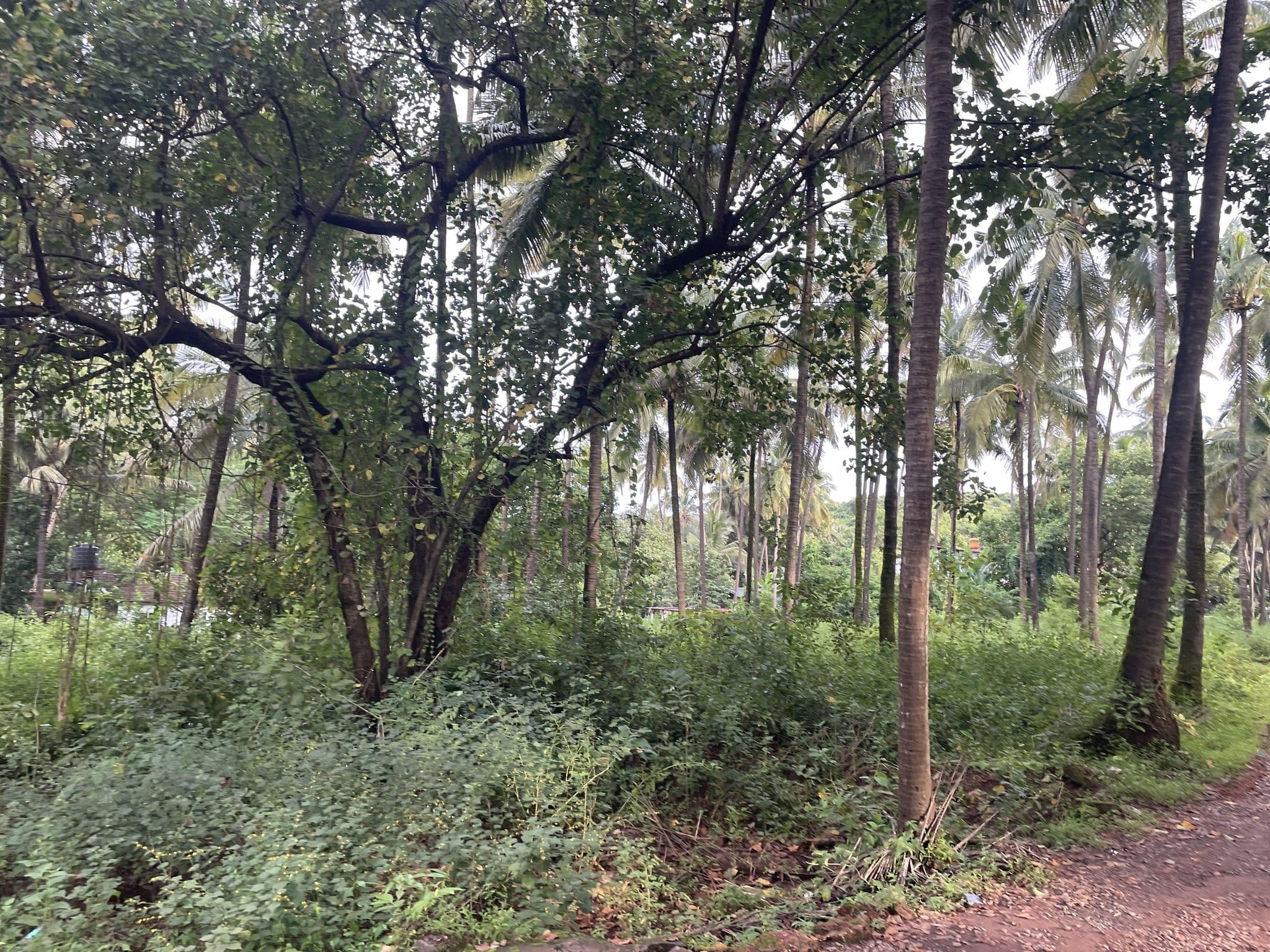 Street view near Xavier's Guest House & In-house Restaurant, Anjuna — © mapsy (CC BY-SA · Mapillary)