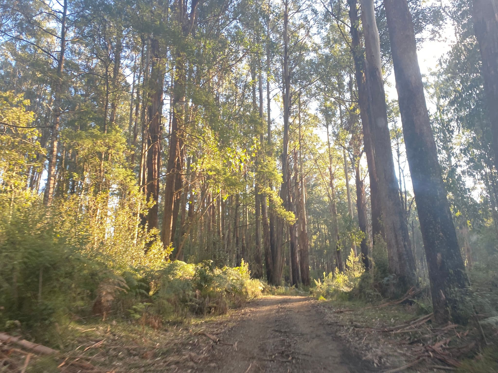Street view near Dindi Mill, Healesville — © hakk (CC BY-SA · Mapillary)