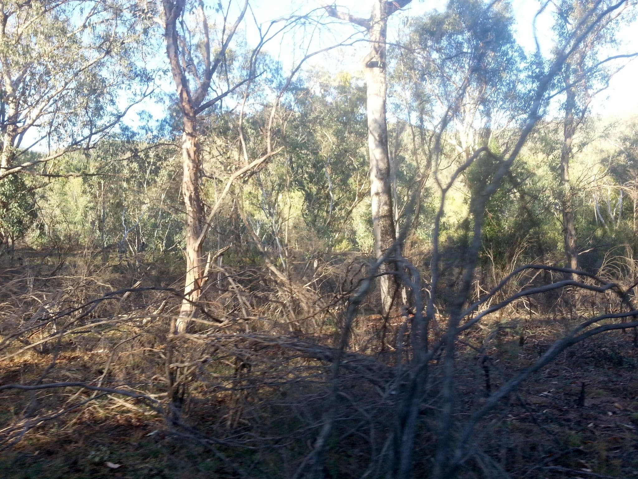 Street view near Mount Lawson State Park - The Kurrajongs, Holbrook — © bob3bob3 (CC BY-SA · Mapillary)