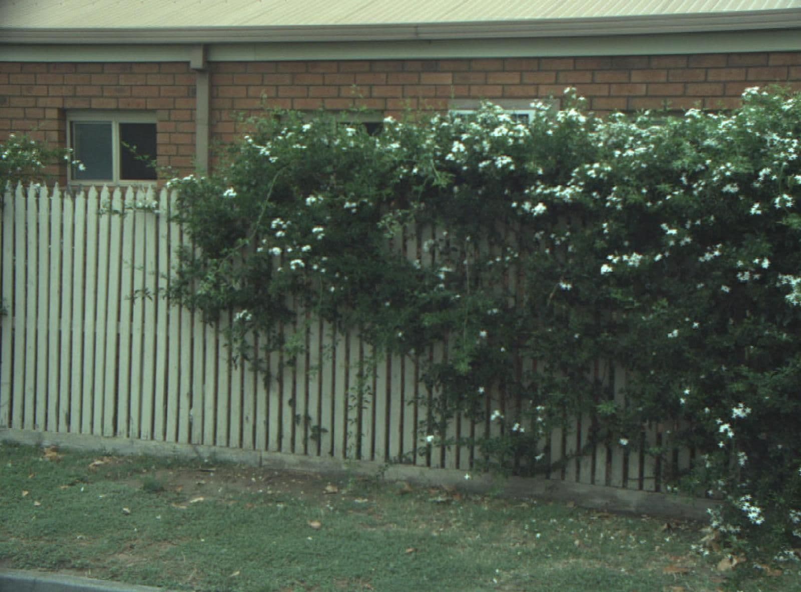 Street view near Shannon Motor Inn, Manifold Heights — © cogg (CC BY-SA · Mapillary)